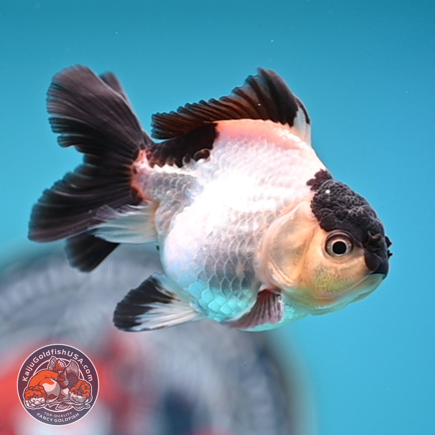 FREE2DAY Shipping - Panda Oranda 3 inches Body (250523_OR10)