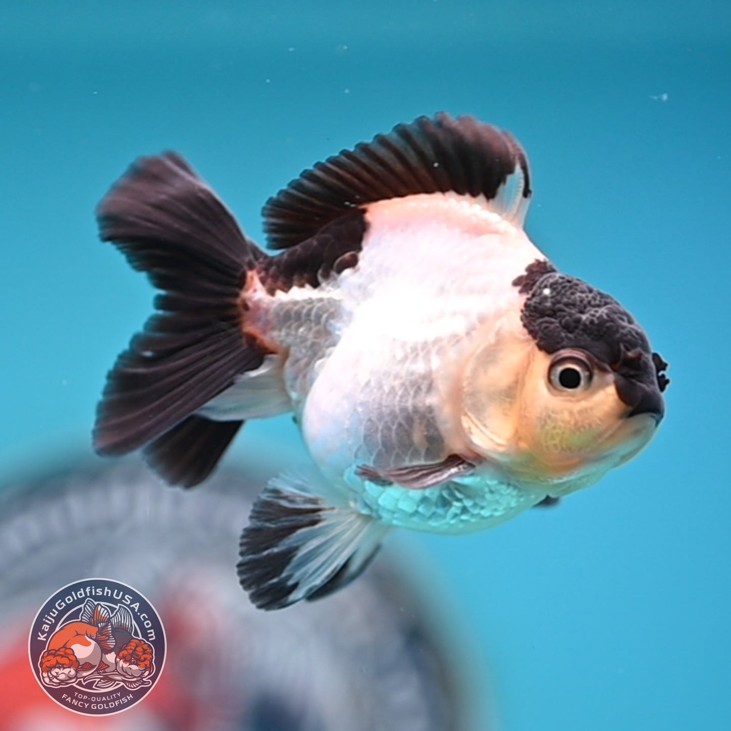 FREE2DAY Shipping - Panda Oranda 3 inches Body (250523_OR10)