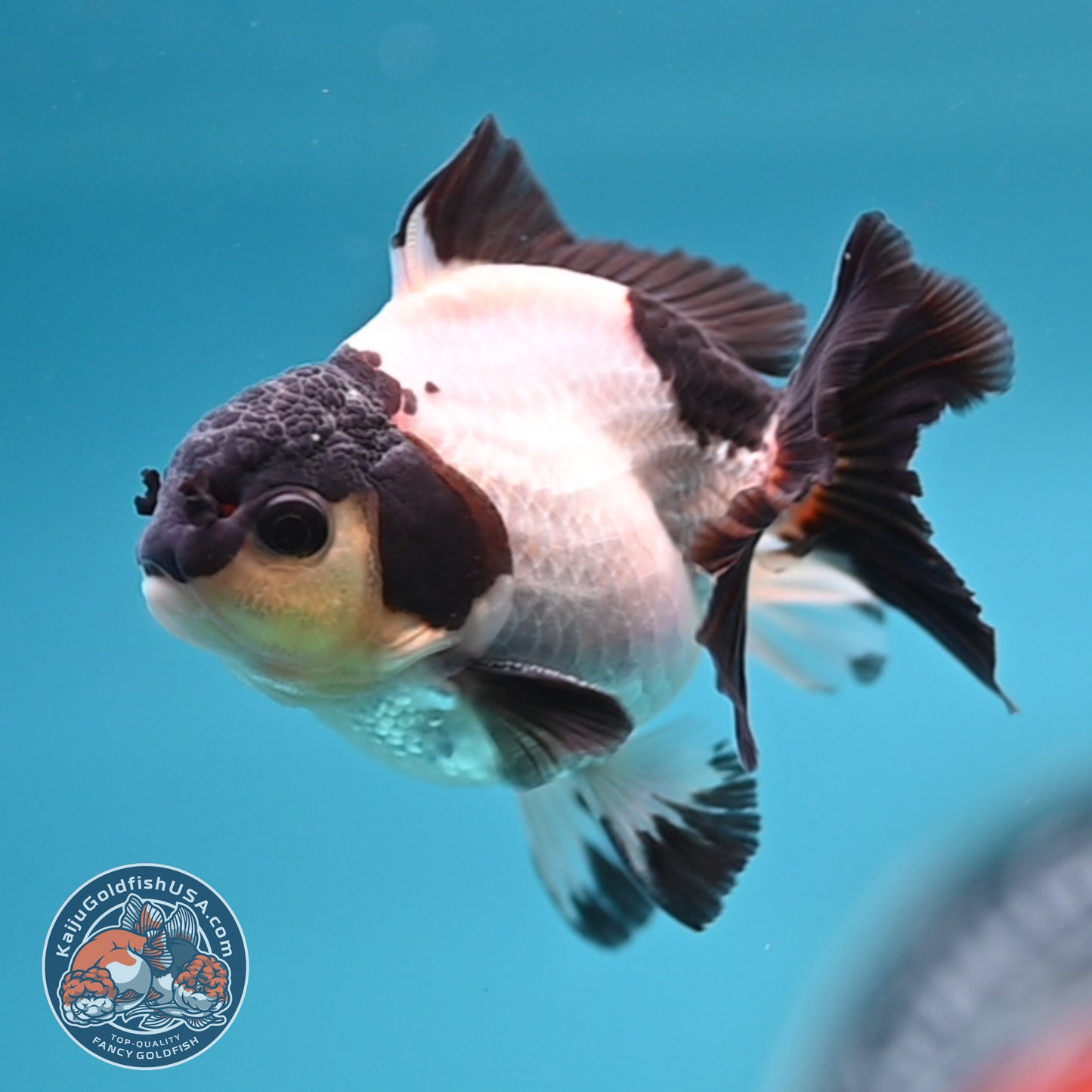 FREE2DAY Shipping - Panda Oranda 3 inches Body (250523_OR10)