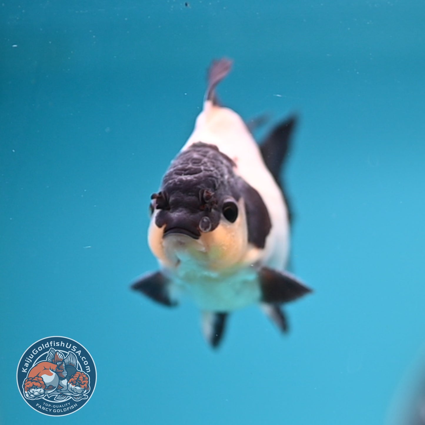 FREE2DAY Shipping - Panda Oranda 3 inches Body (250523_OR10)