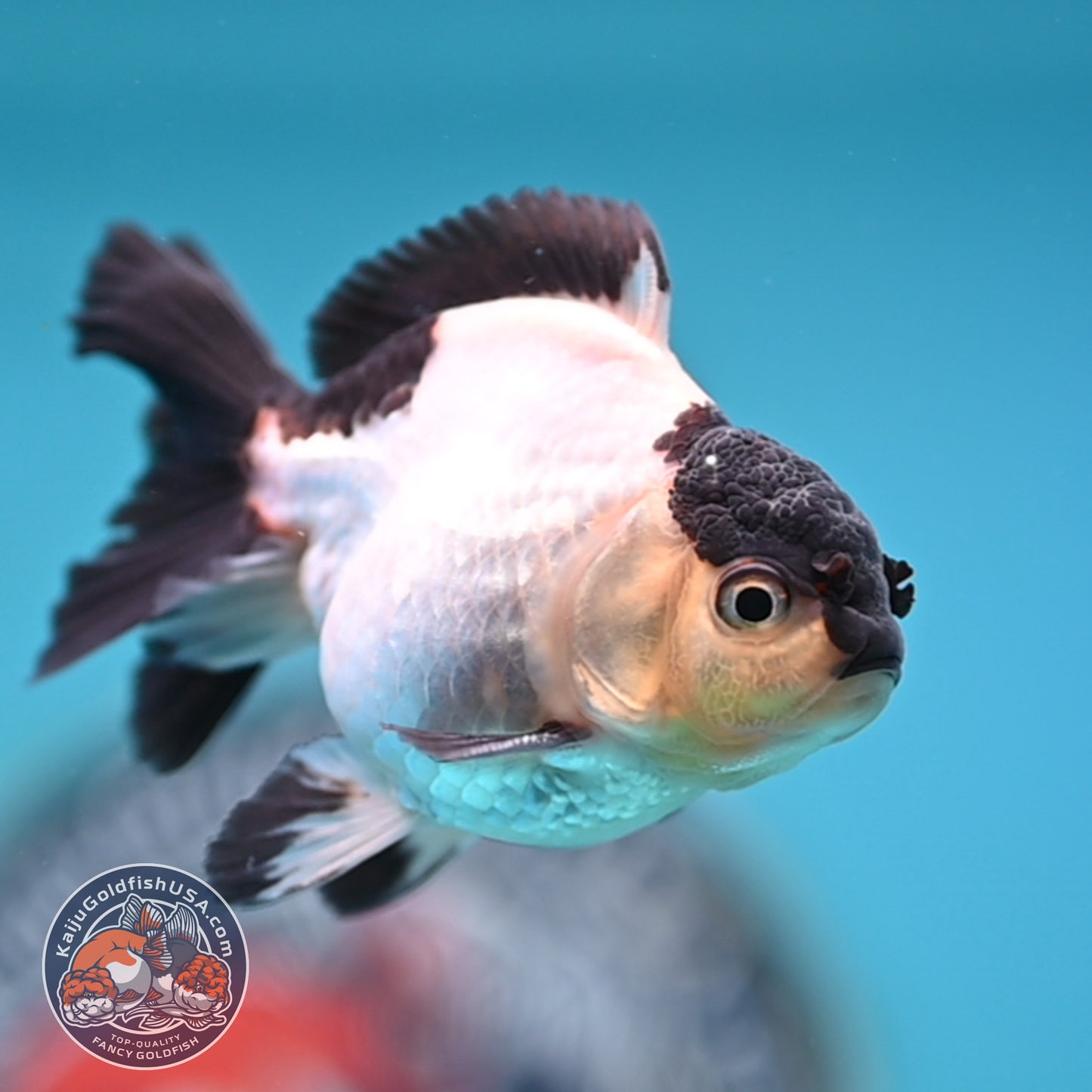 FREE2DAY Shipping - Panda Oranda 3 inches Body (250523_OR10)