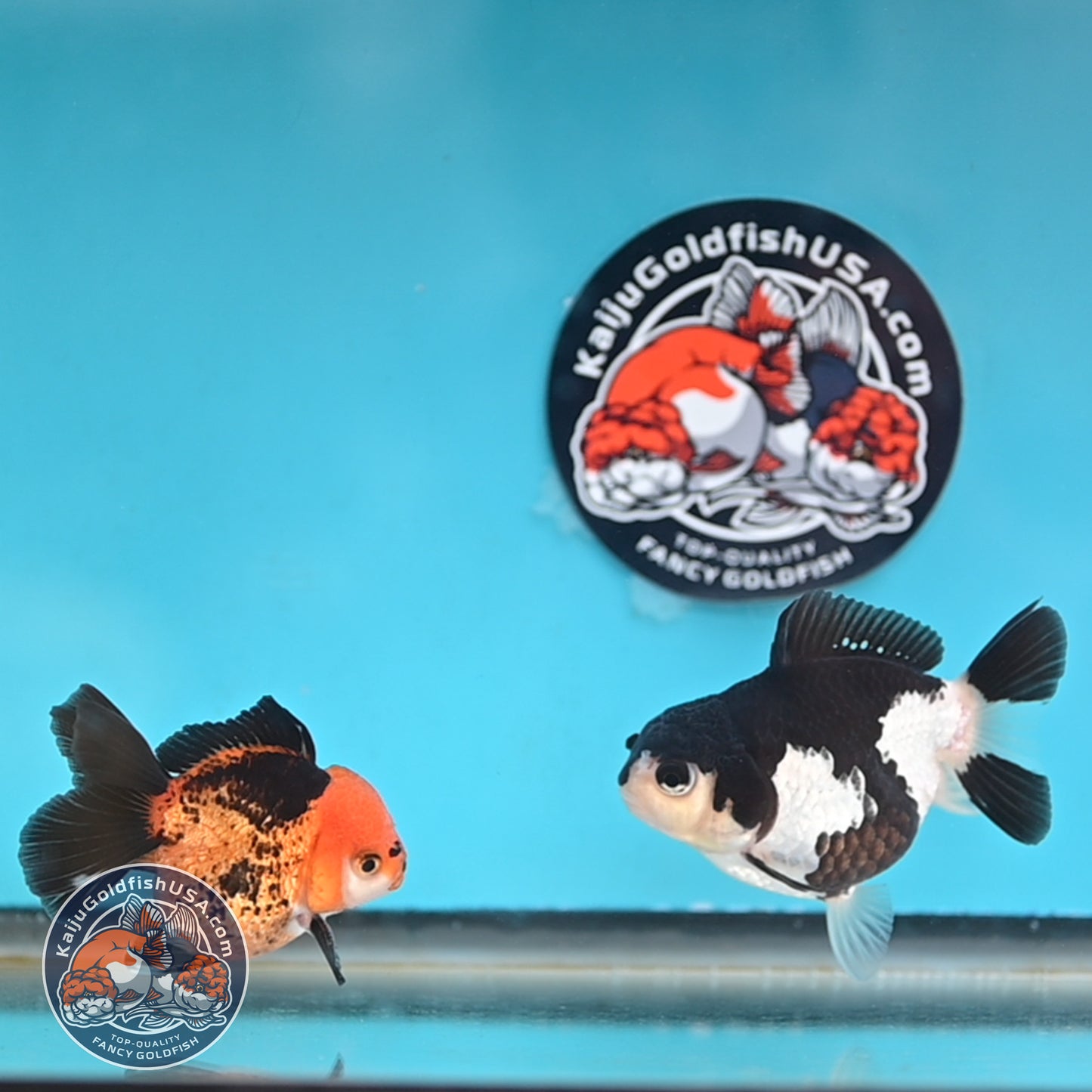 2-Pack Oranda 3 inches Body (250509_OR10)