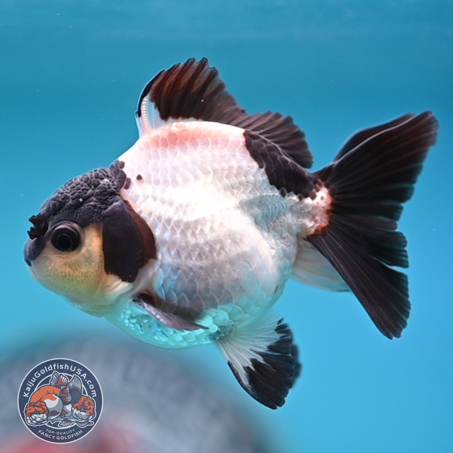 FREE2DAY Shipping - Panda Oranda 3 inches Body (250523_OR10)