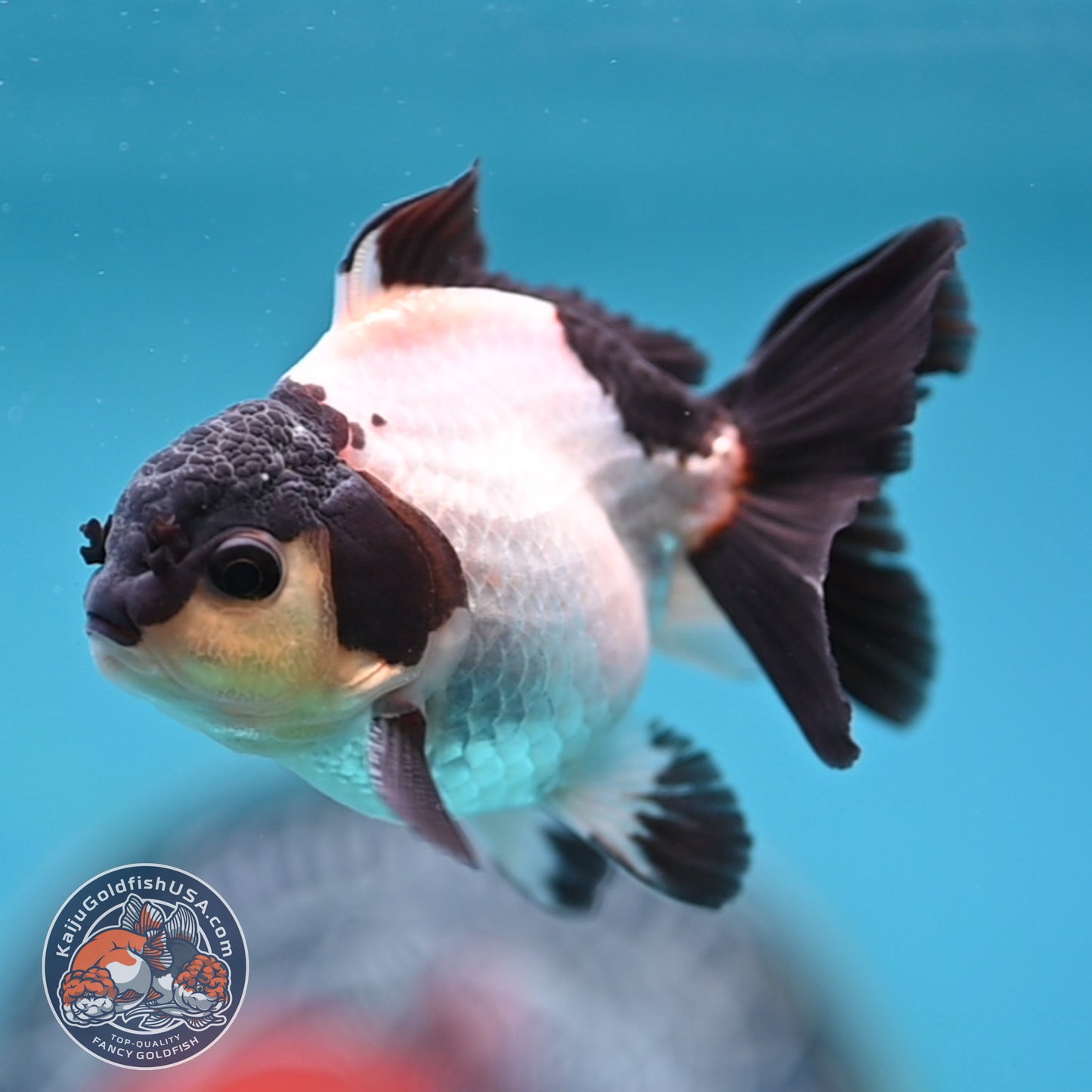 FREE2DAY Shipping - Panda Oranda 3 inches Body (250523_OR10)