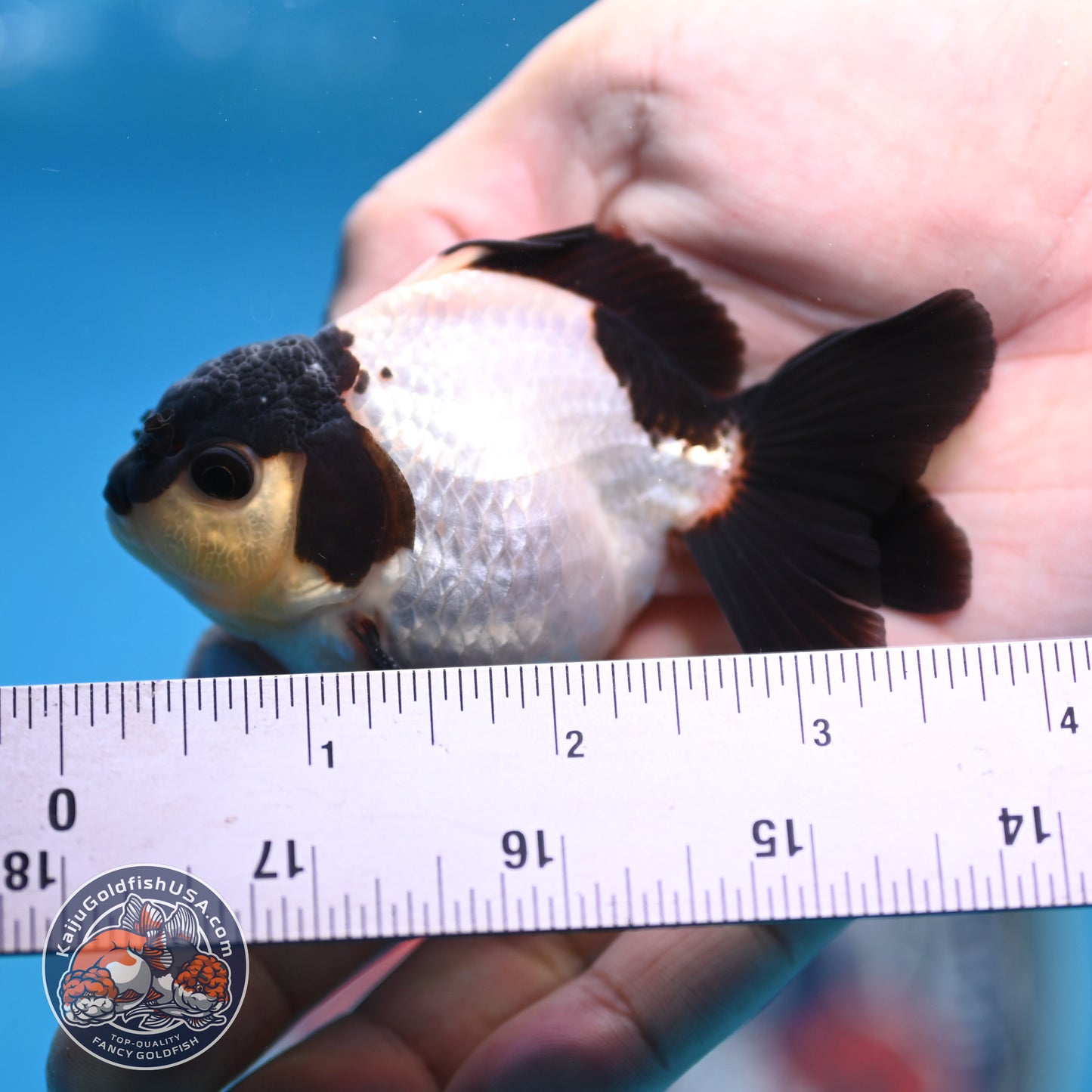 FREE2DAY Shipping - Panda Oranda 3 inches Body (250523_OR10)
