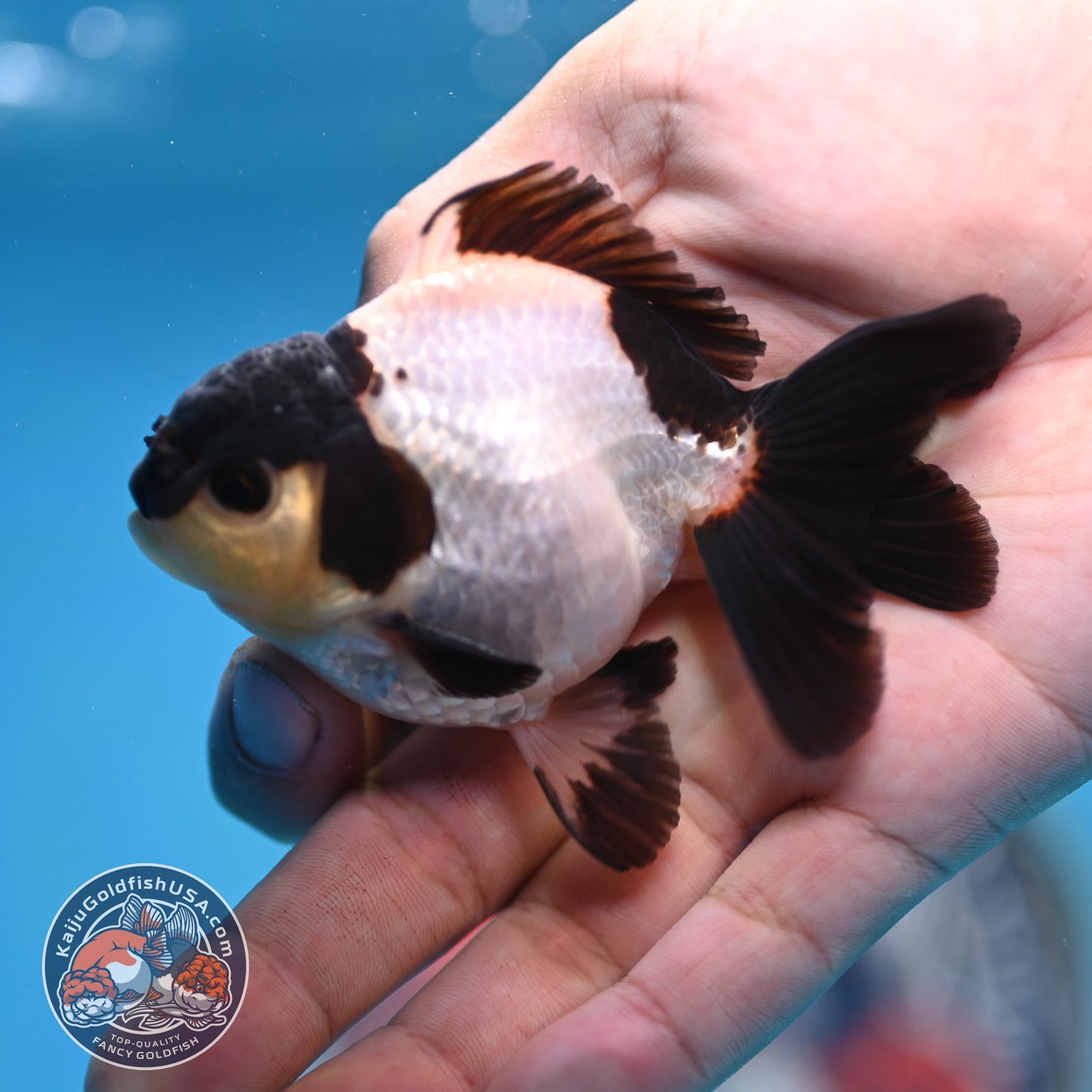 FREE2DAY Shipping - Panda Oranda 3 inches Body (250523_OR10)
