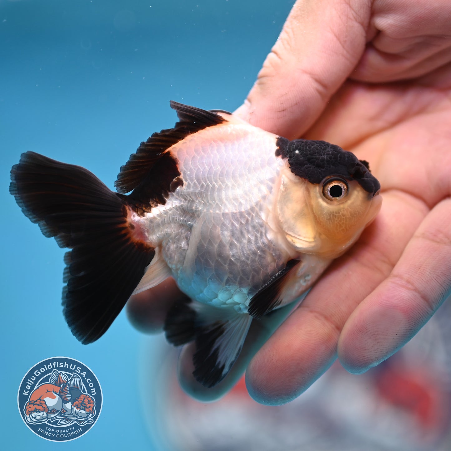 FREE2DAY Shipping - Panda Oranda 3 inches Body (250523_OR10)