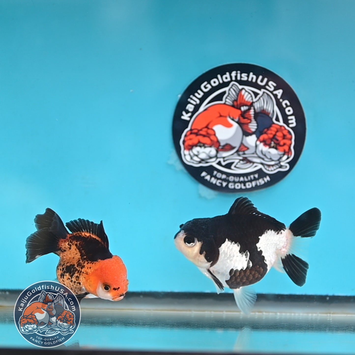 2-Pack Oranda 3 inches Body (250509_OR10)