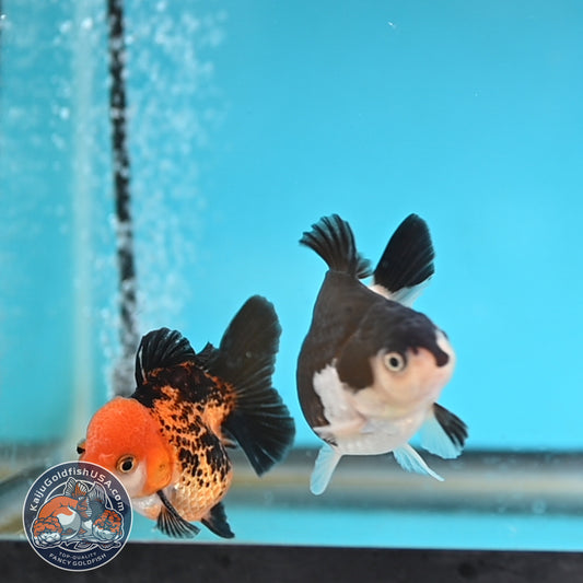 2-Pack Oranda 3 inches Body (250509_OR10)