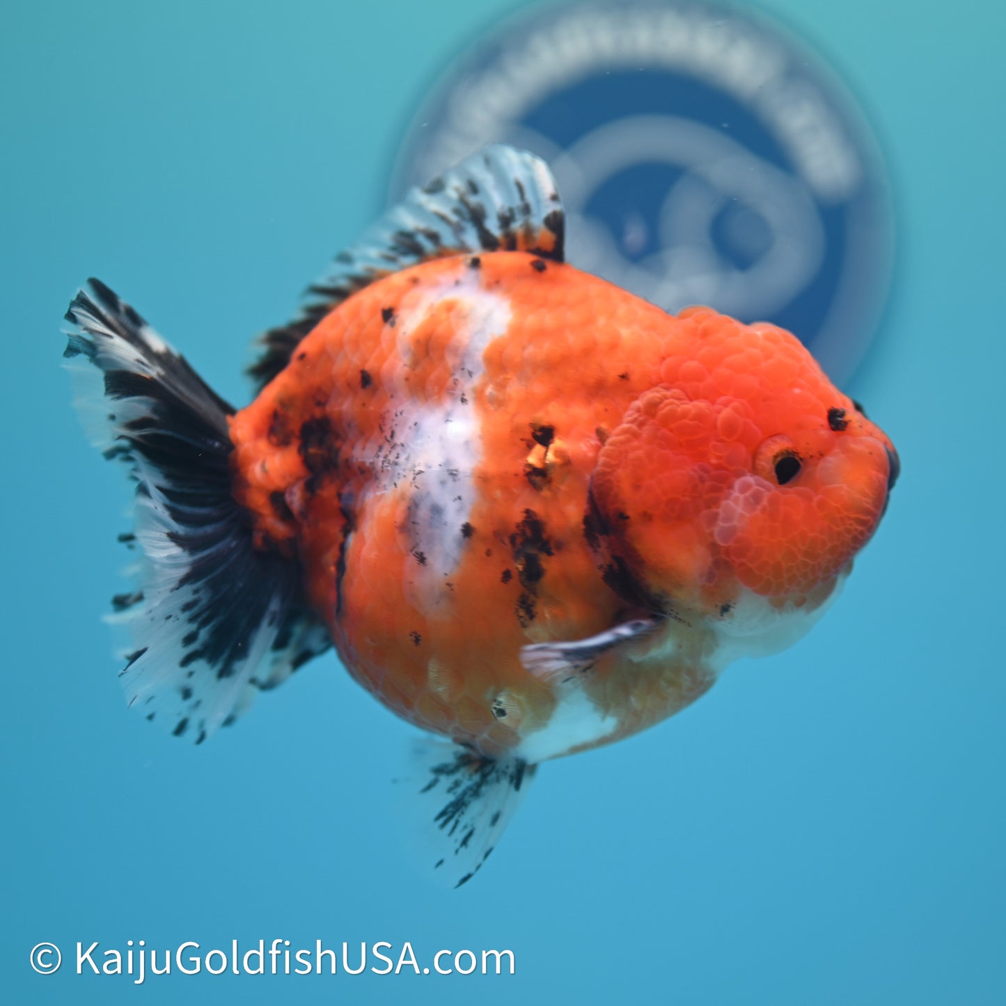 Shogun Godzilla Calico Oranda 3.5in Body (240614_OR11) - Kaiju Goldfish USA