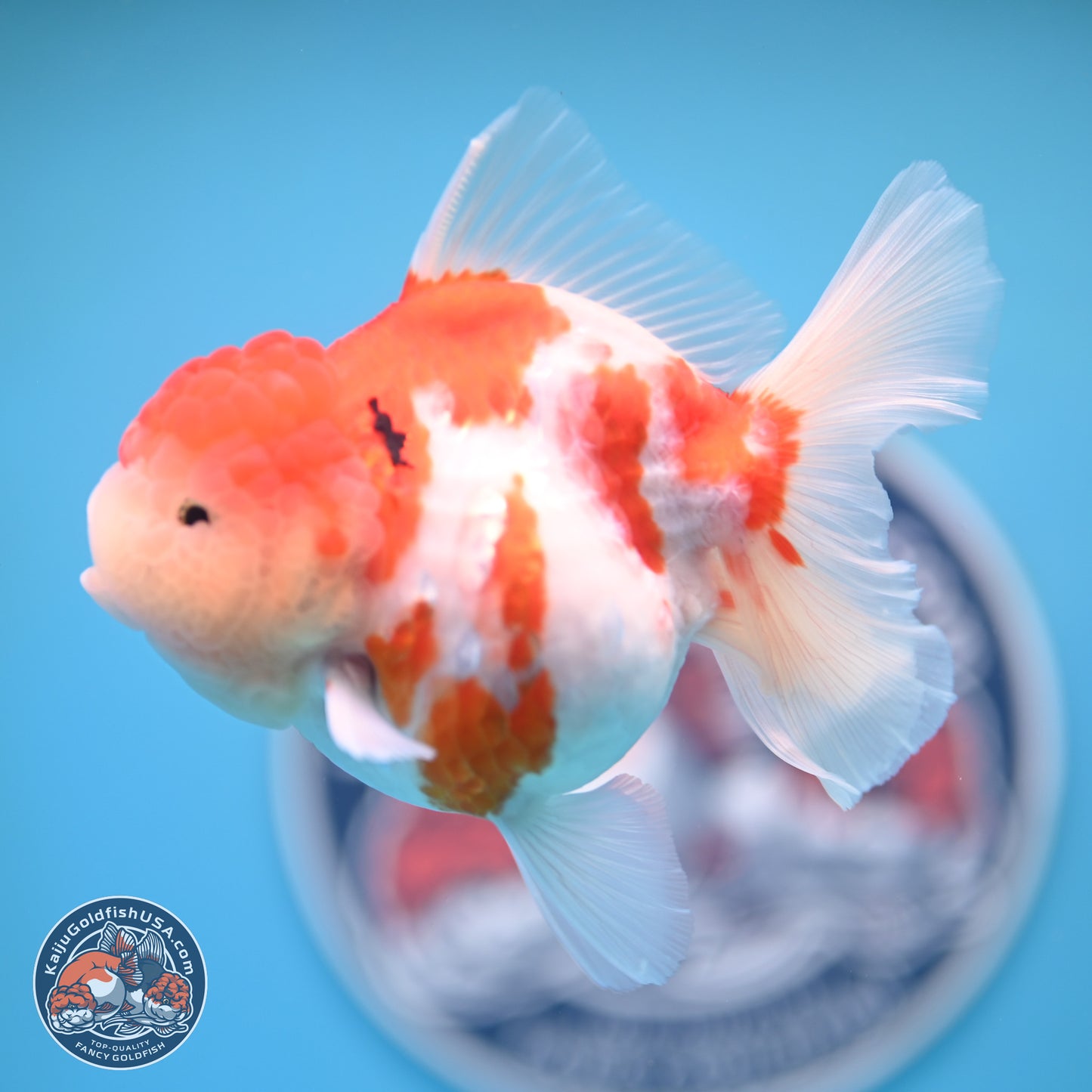 Tricolor Sakura Rose Tail Oranda 4.25 inches (241025_OR11) - Kaiju Goldfish USA