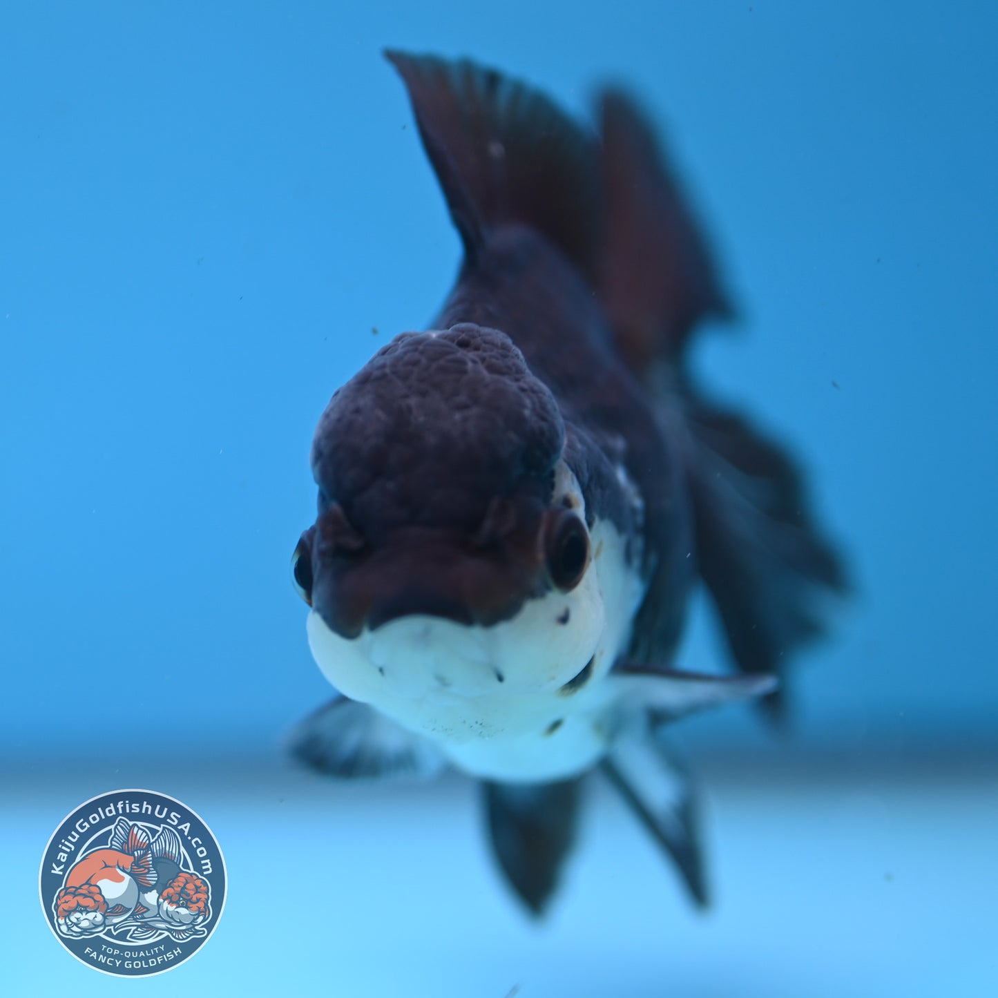 Panda Rose Tail Oranda 4 inch Body (251003_OR11)