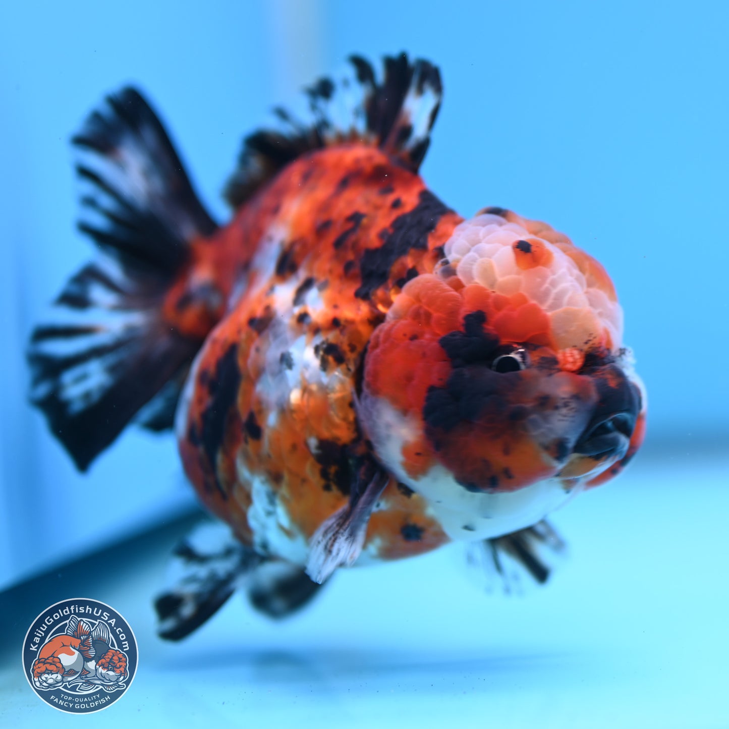 Shogun Calico Oranda 4 inches Body - Female (250207_OR11)