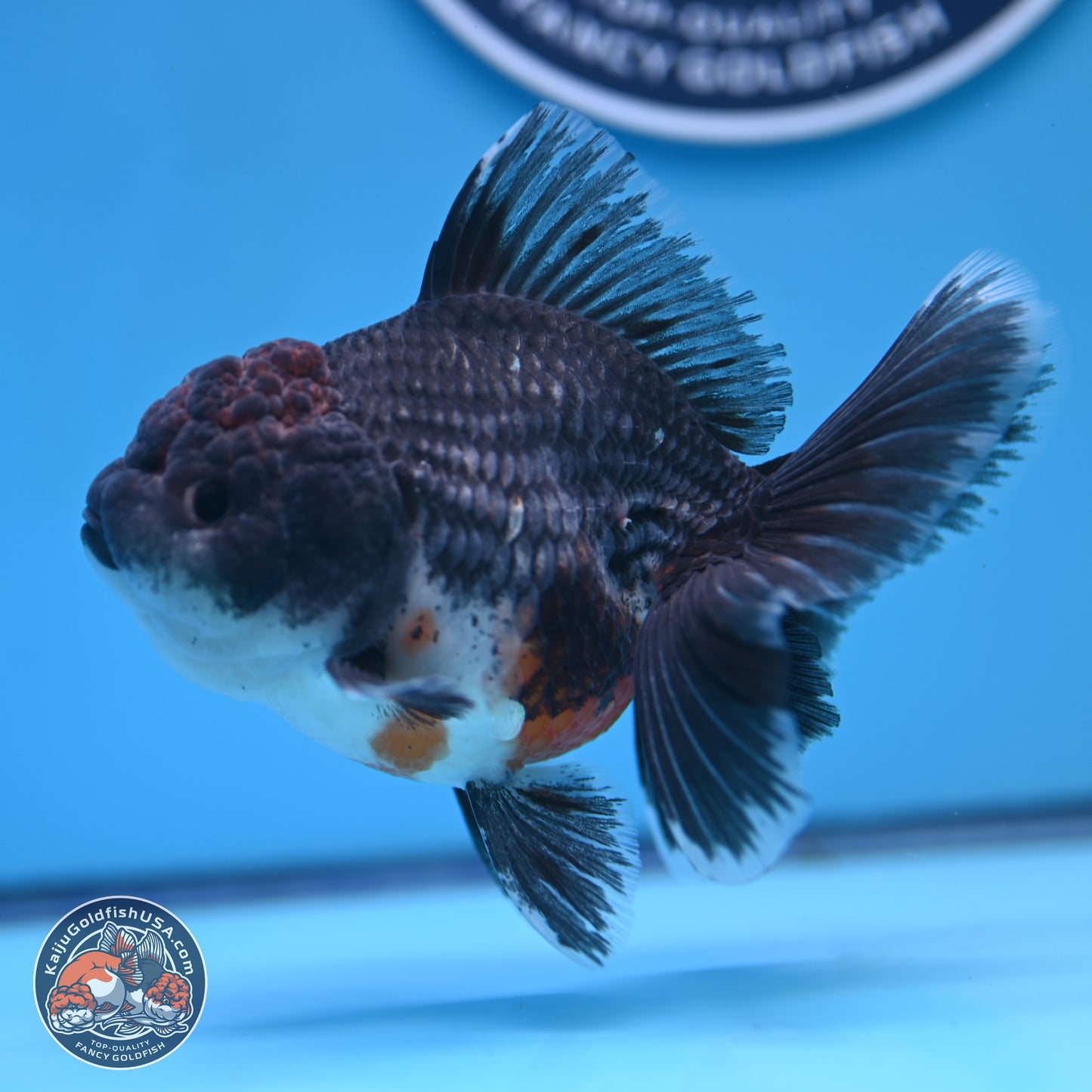 Shogun Blue Kirin Rose Tail Oranda 3.5in Body (240802_OR11) - Kaiju Goldfish USA