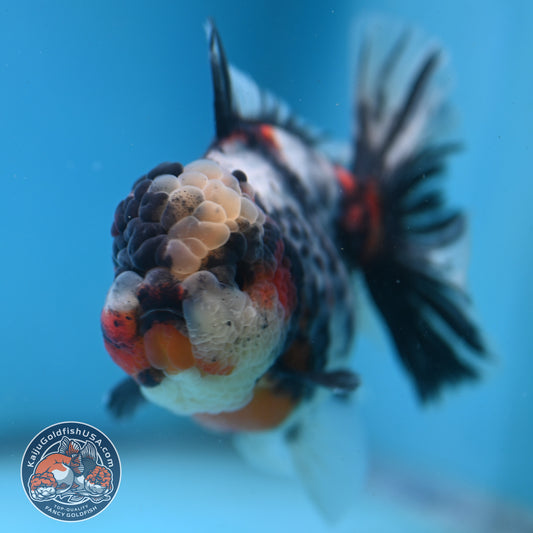 Sakura Tricolor Rosetail Tiger Oranda 4 inch Body (250919_OR11)