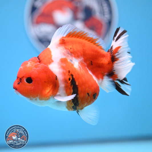 Tricolor Sakura YuanBao Oranda 4.5 inches Body - Female (250103_OR11) - Kaiju Goldfish USA