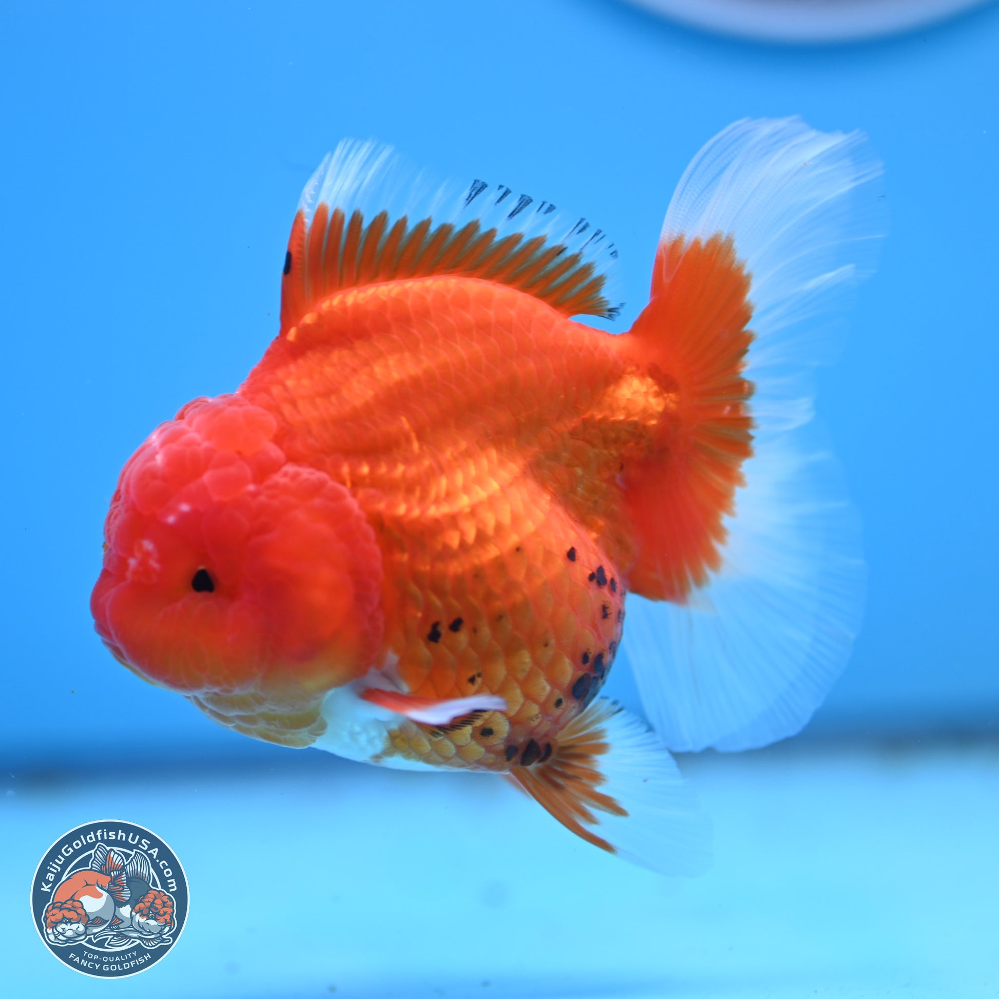 Tricolor Rose Tail Oranda 4 inches - Female (241206_OR11) - Kaiju Goldfish USA