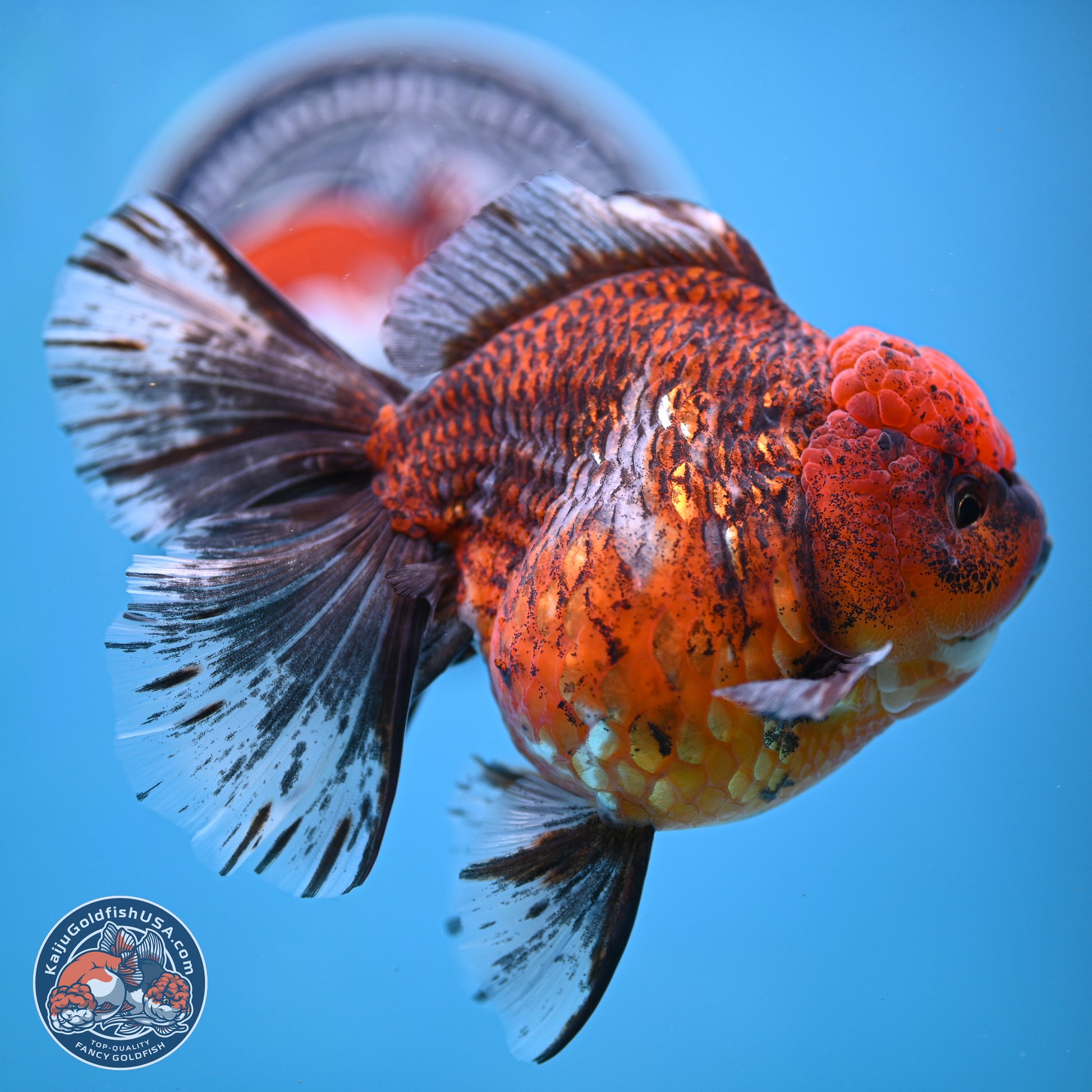Tiger Rose Tail Oranda 6 inches - Female (241129_OR11) - Kaiju Goldfish USA