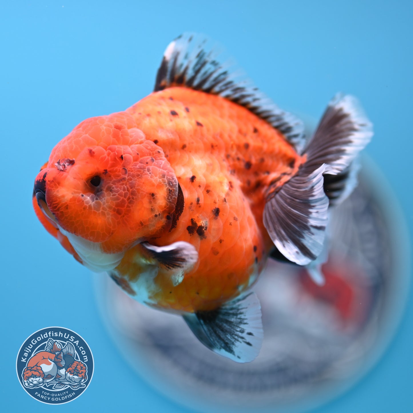 Shogun Tiger Oranda 3.5 inches Body - Female (250418_OR11)