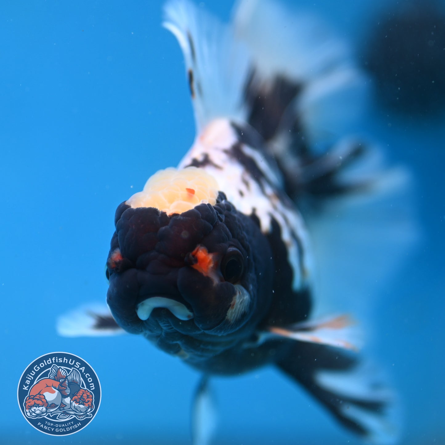 Butterfly Tail Panda Oranda 4 inch Body (250926_OR11)