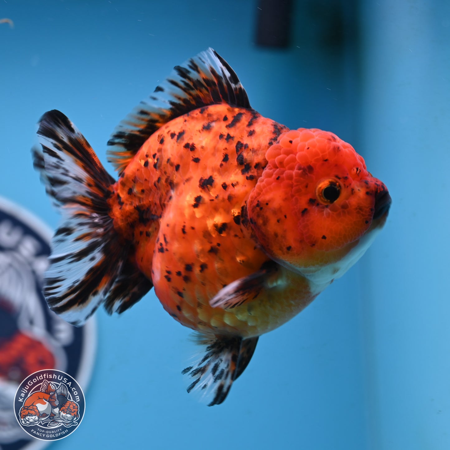 Shogun Tiger Oranda 4 inches Body - Female(250131_OR11)