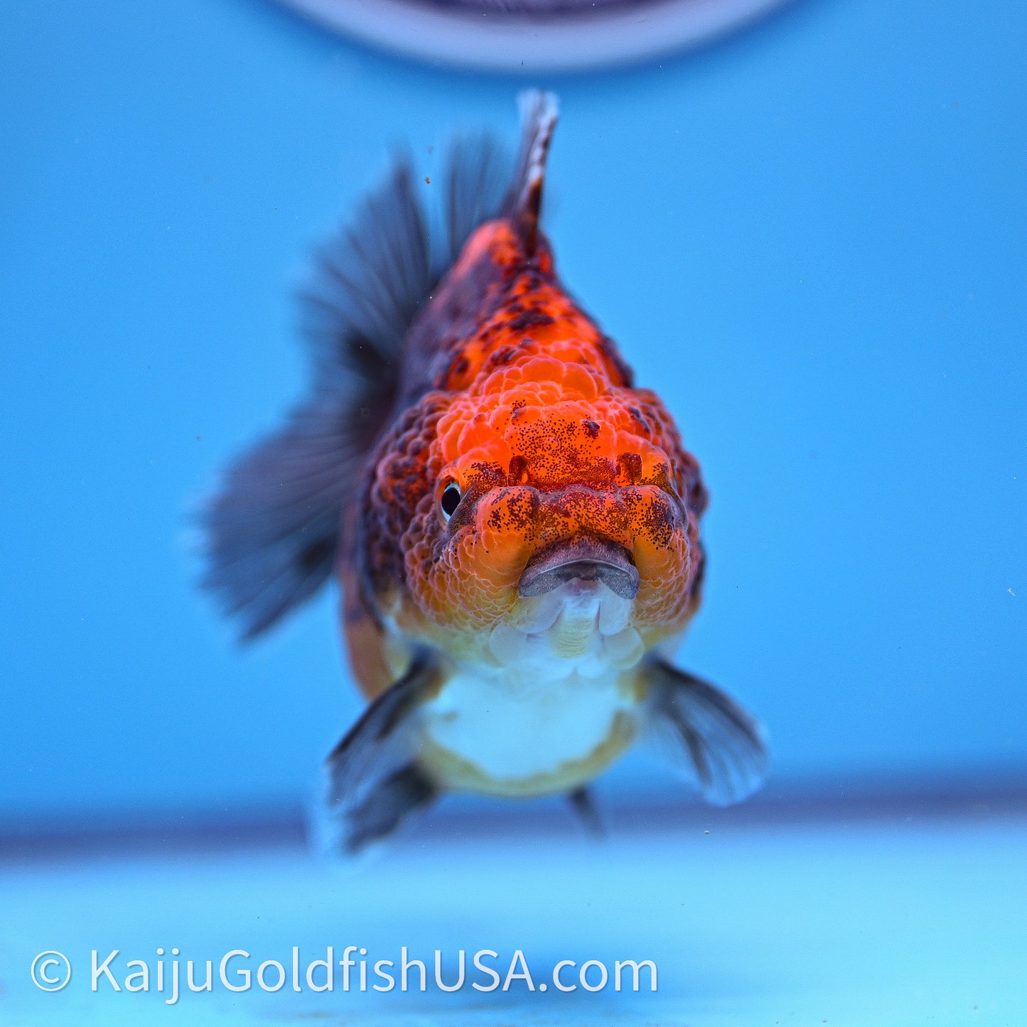 Shogun Godzilla Red Kirin Oranda 3.25in Body (240726_OR11) - Kaiju Goldfish USA