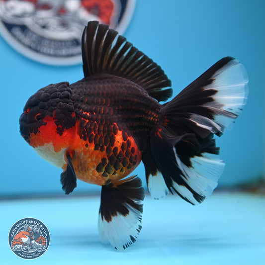 Apache Rose Tail Oranda 4.5 inches Body - Female (250214_OR11)