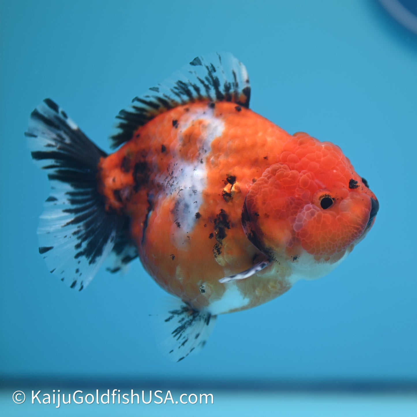 Shogun Godzilla Calico Oranda 3.5in Body (240614_OR11) - Kaiju Goldfish USA