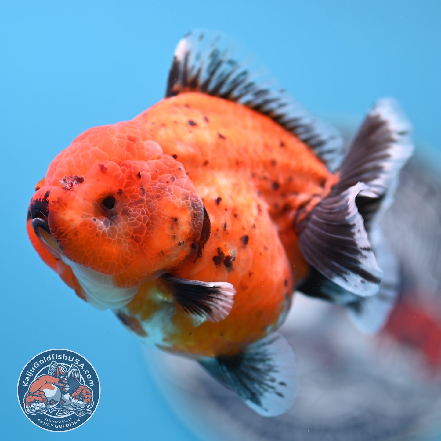 Shogun Tiger Oranda 3.5 inches Body - Female (250418_OR11)
