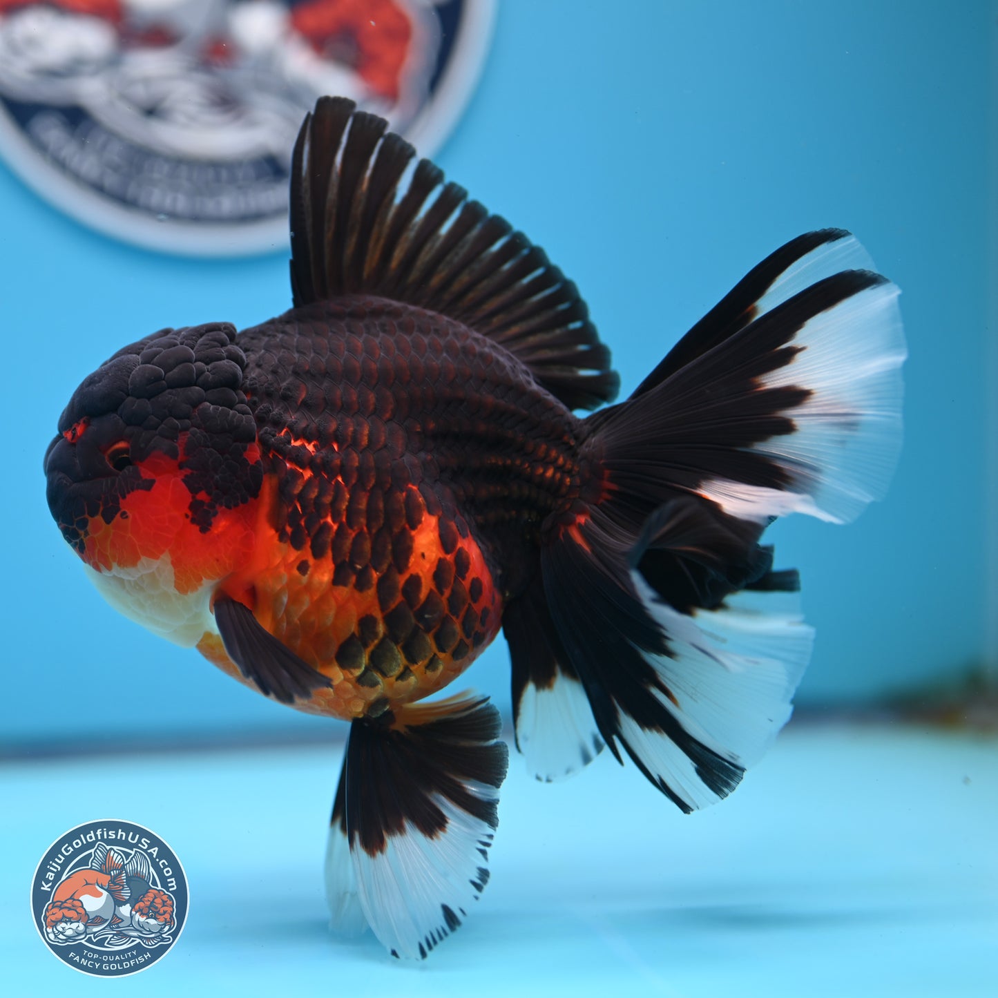 Apache Rose Tail Oranda 4.5 inches Body - Female (250214_OR11)