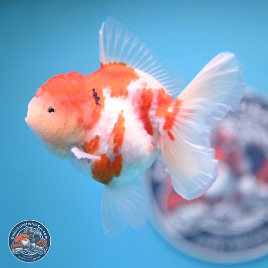 Tricolor Sakura Rose Tail Oranda 4.25 inches (241025_OR11) - Kaiju Goldfish USA