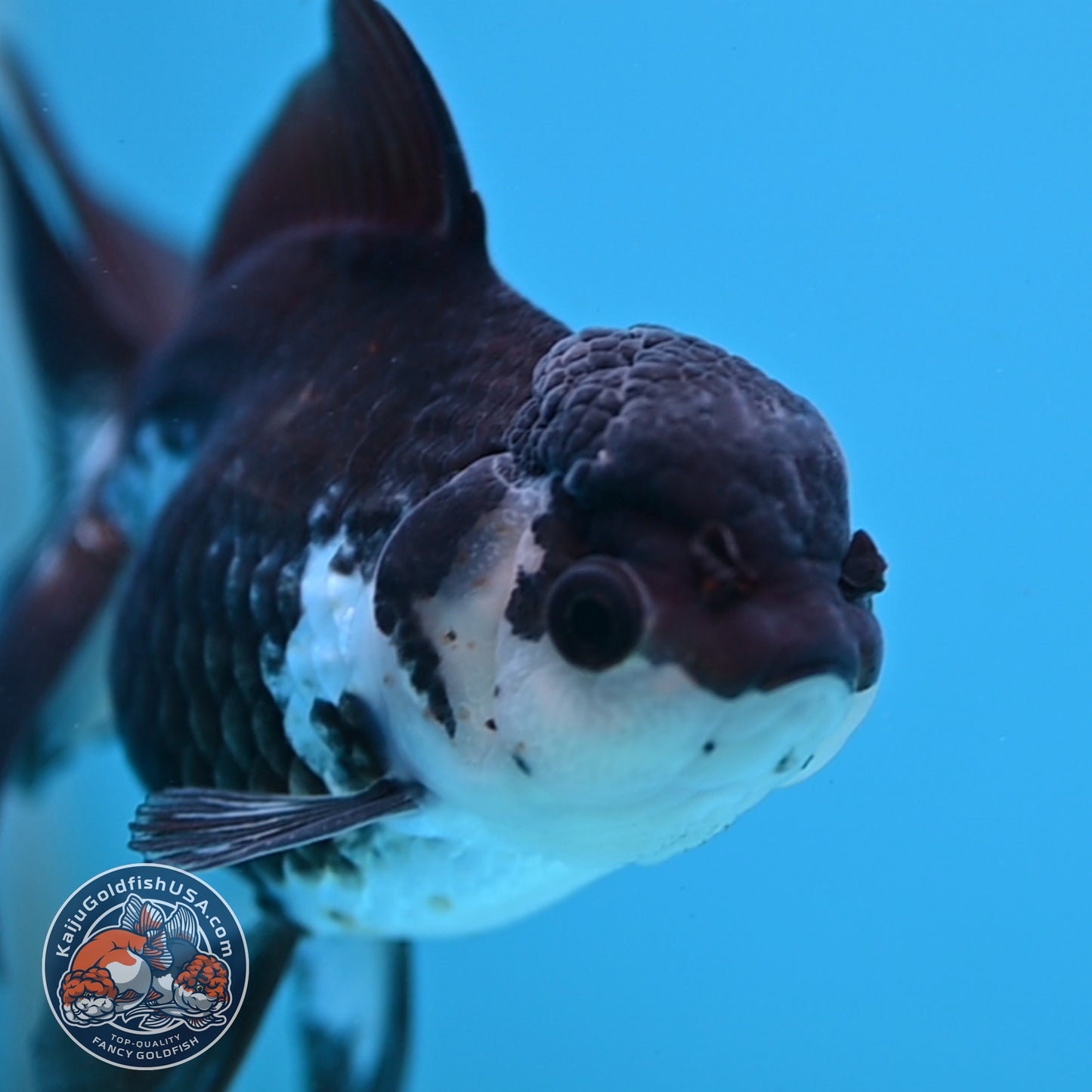 Panda Rose Tail Oranda 4 inch Body (251003_OR11)