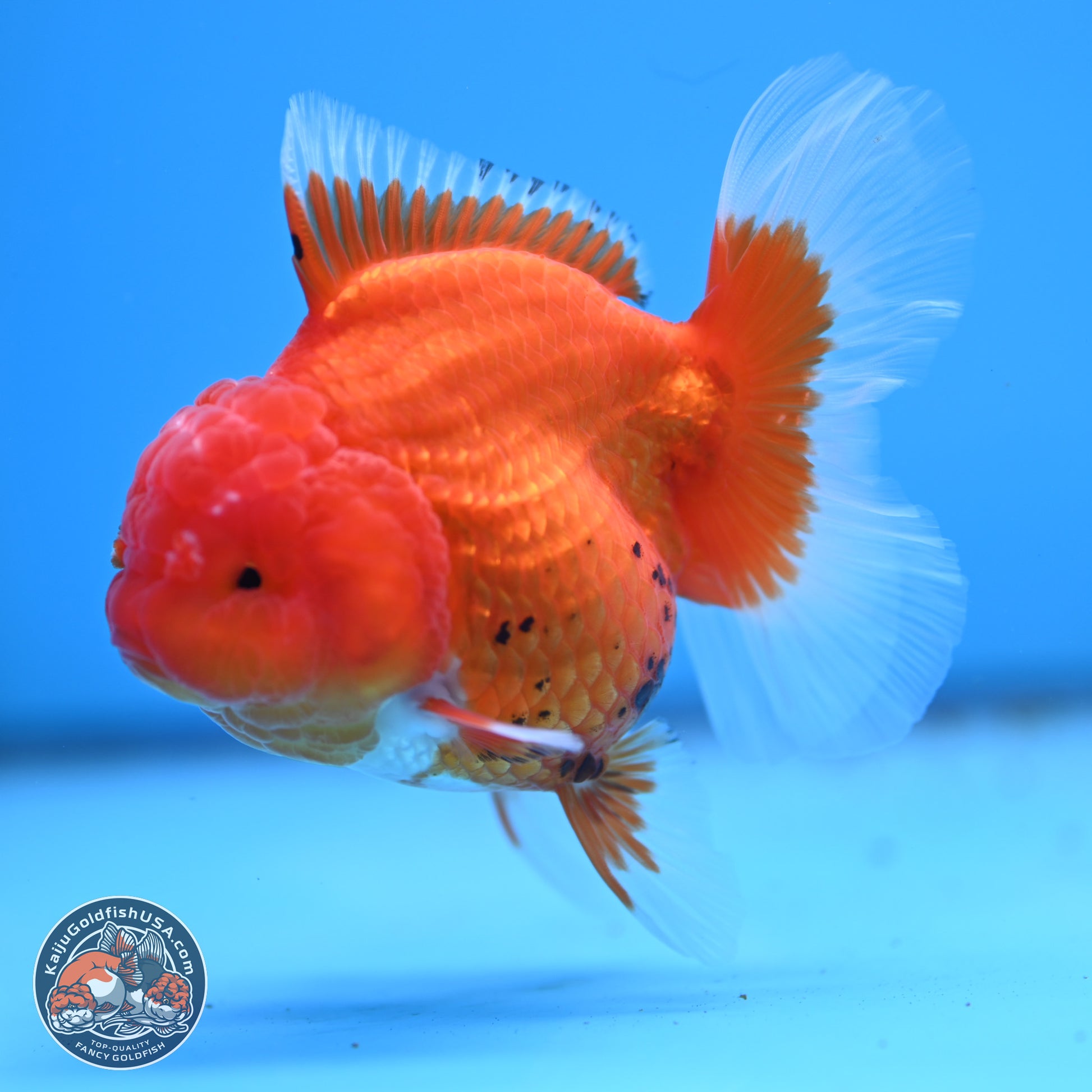 Tricolor Rose Tail Oranda 4 inches - Female (241206_OR11) - Kaiju Goldfish USA