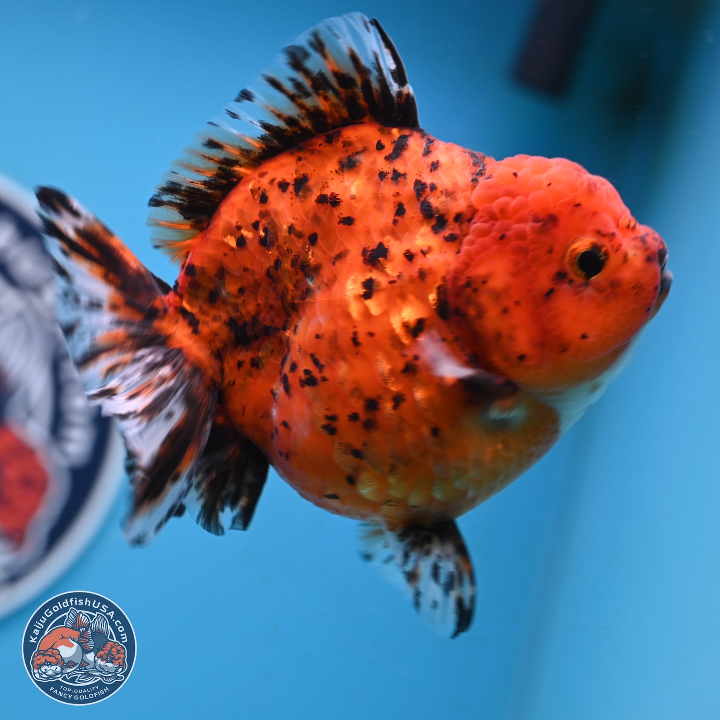 Shogun Tiger Oranda 4 inches Body - Female(250131_OR11)