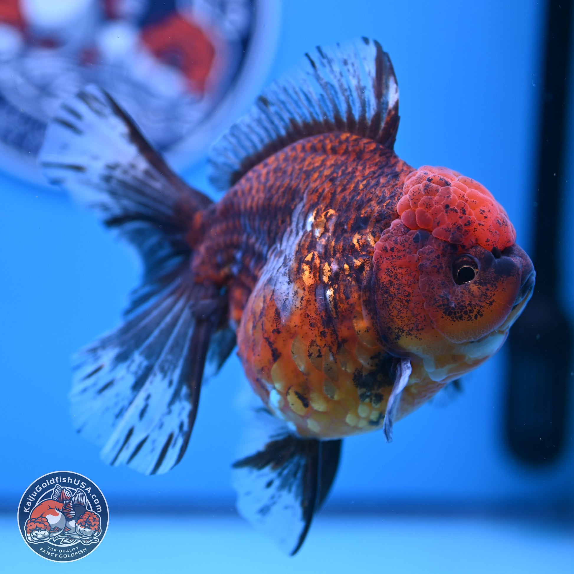 Tiger Rose Tail Oranda 6 inches - Female (241129_OR11) - Kaiju Goldfish USA
