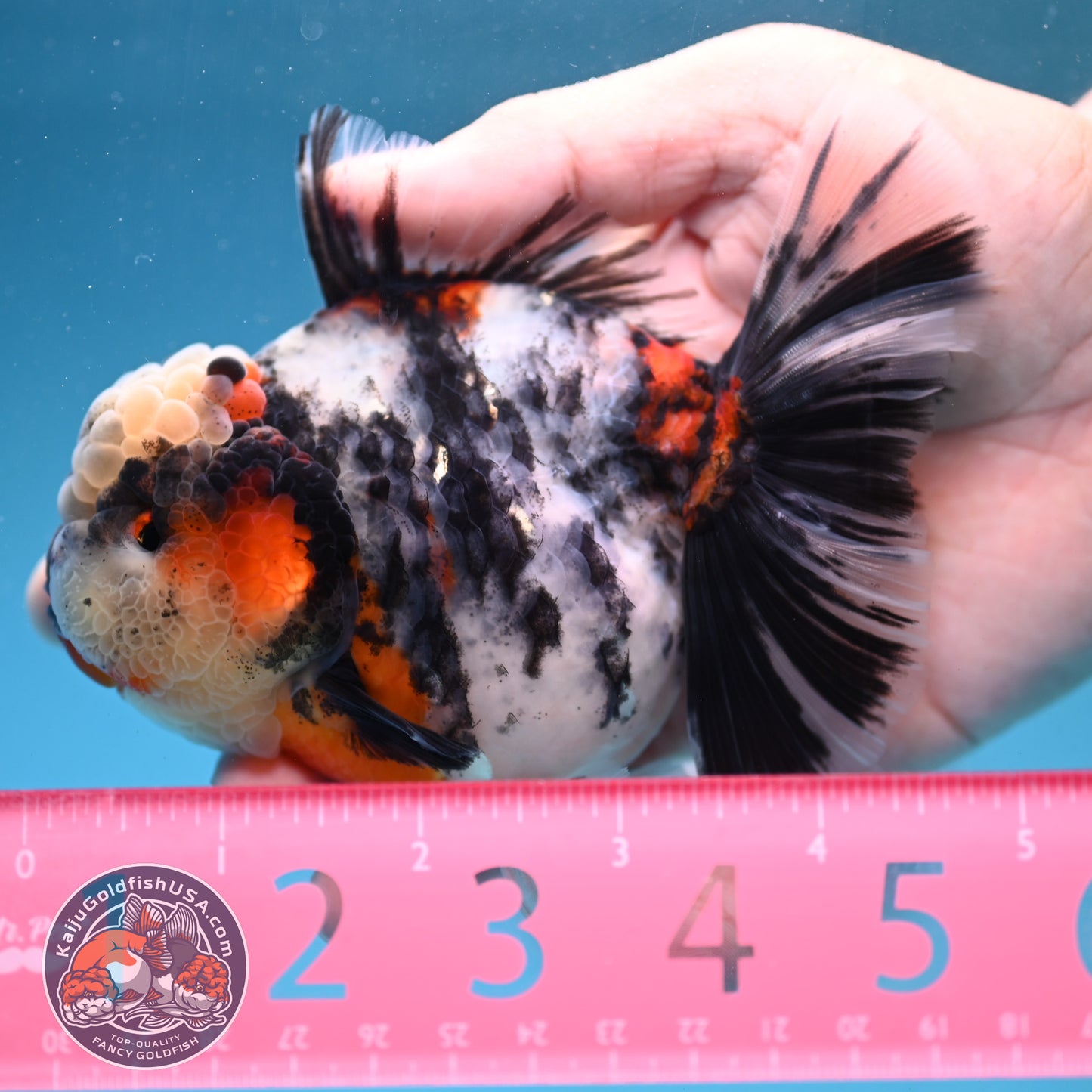 Sakura Tricolor Rosetail Tiger Oranda 4 inch Body (250919_OR11)