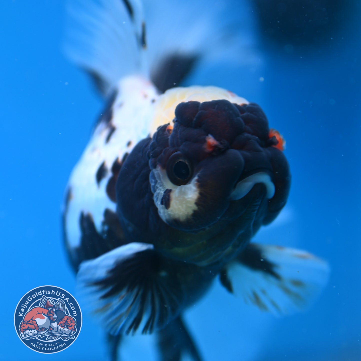 Butterfly Tail Panda Oranda 4 inch Body (250926_OR11)