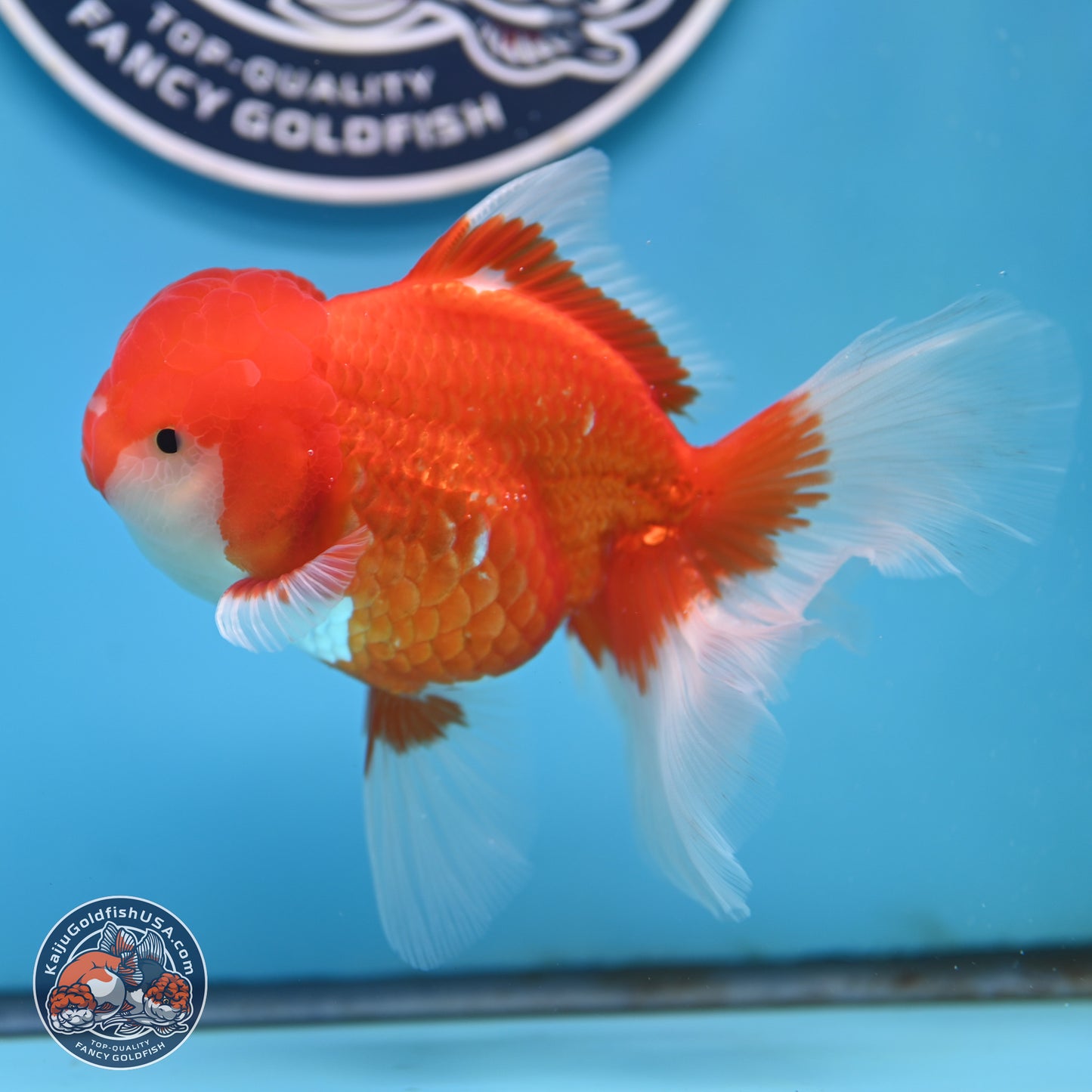 Red White Rose Tail Oranda 3.5 inches Body - Male (250404_OR11)
