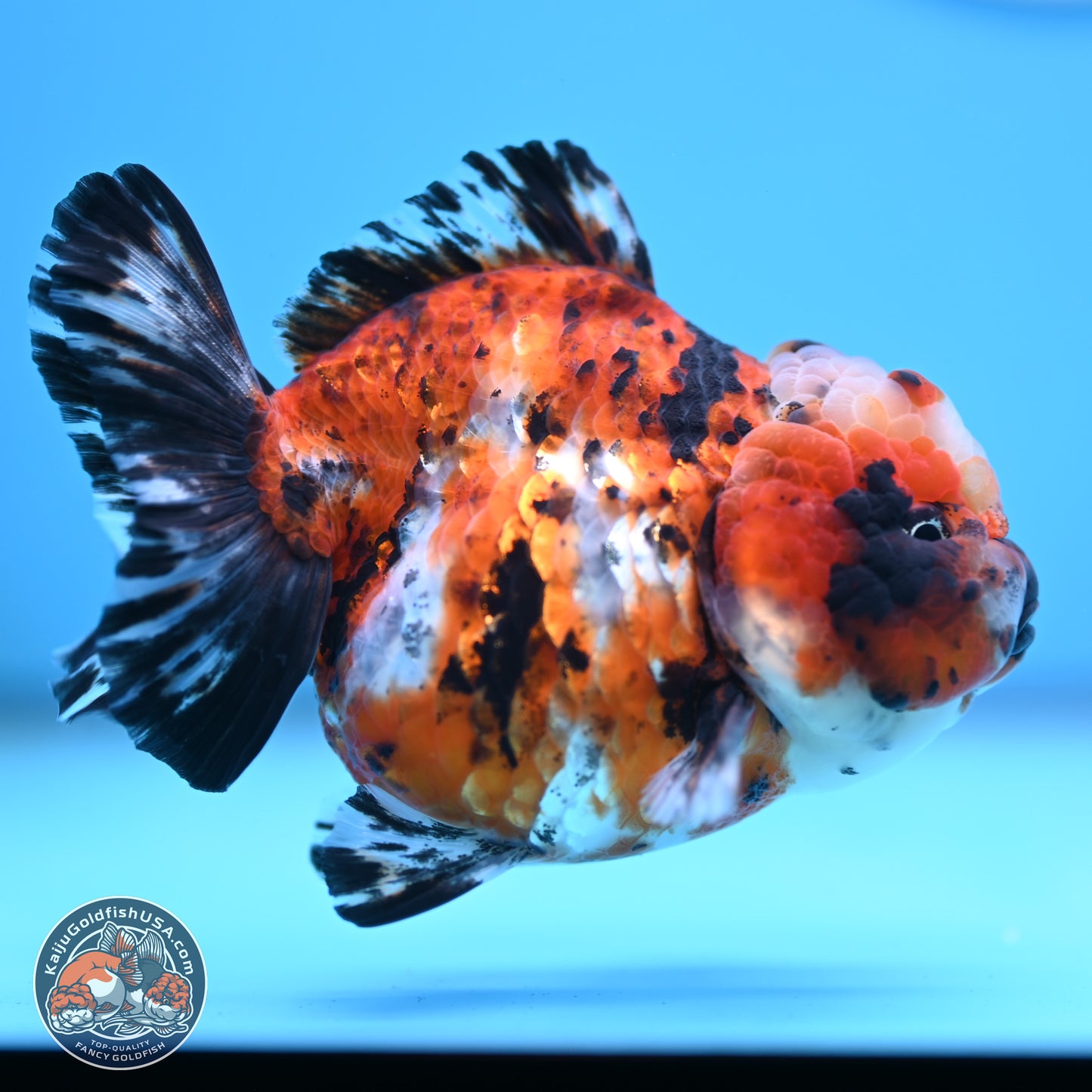 Shogun Calico Oranda 4 inches Body - Female (250207_OR11)