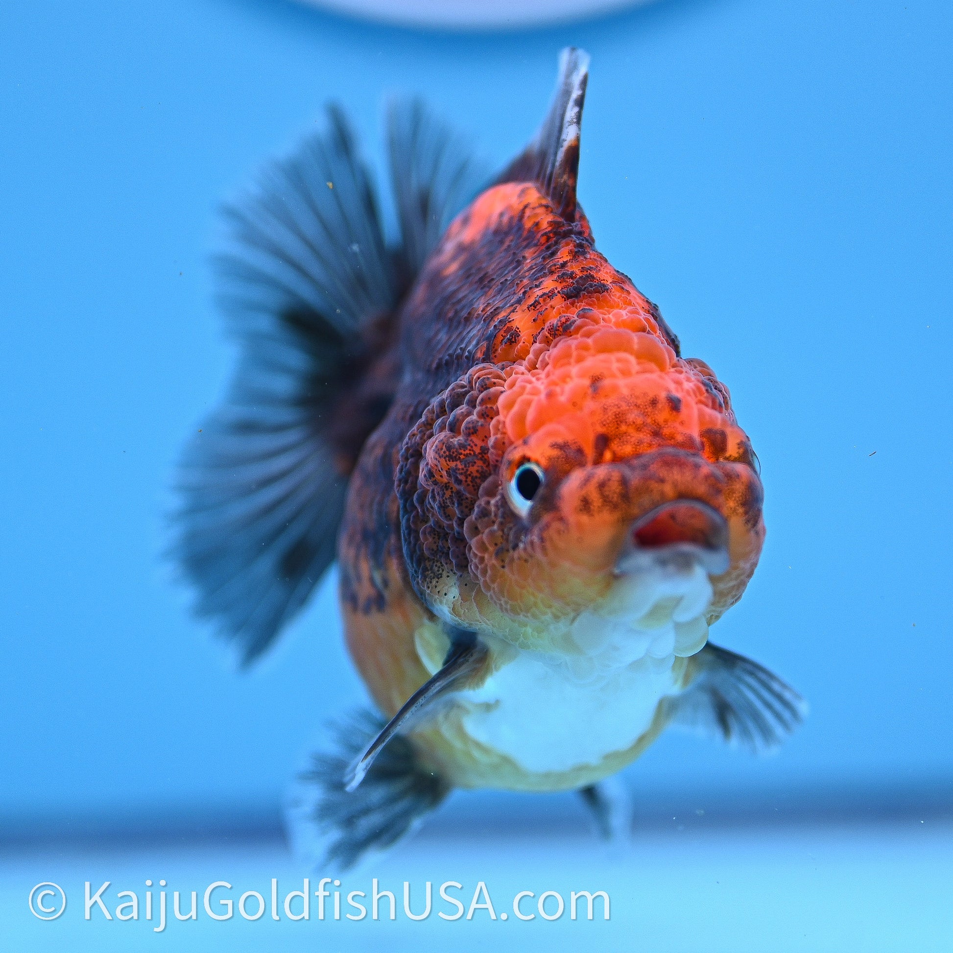 Shogun Godzilla Red Kirin Oranda 3.25in Body (240726_OR11) - Kaiju Goldfish USA