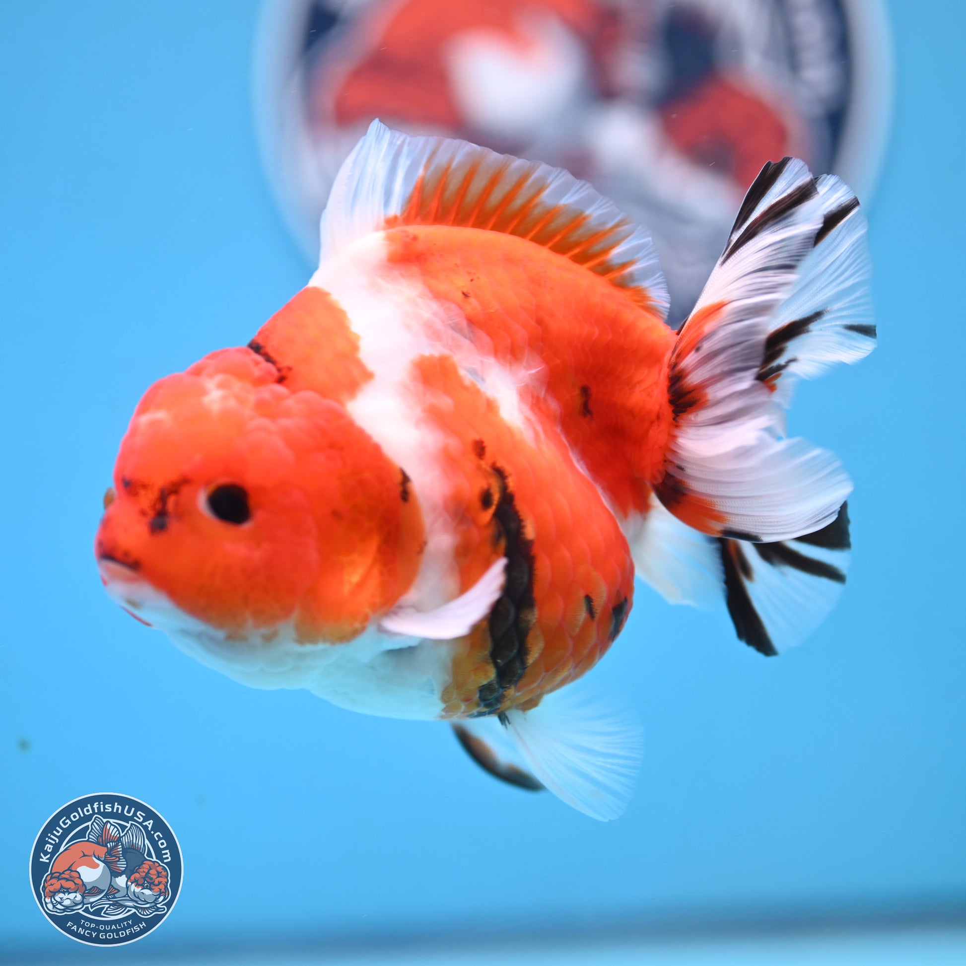 Tricolor Sakura YuanBao Oranda 4.5 inches Body - Female (250103_OR11) - Kaiju Goldfish USA