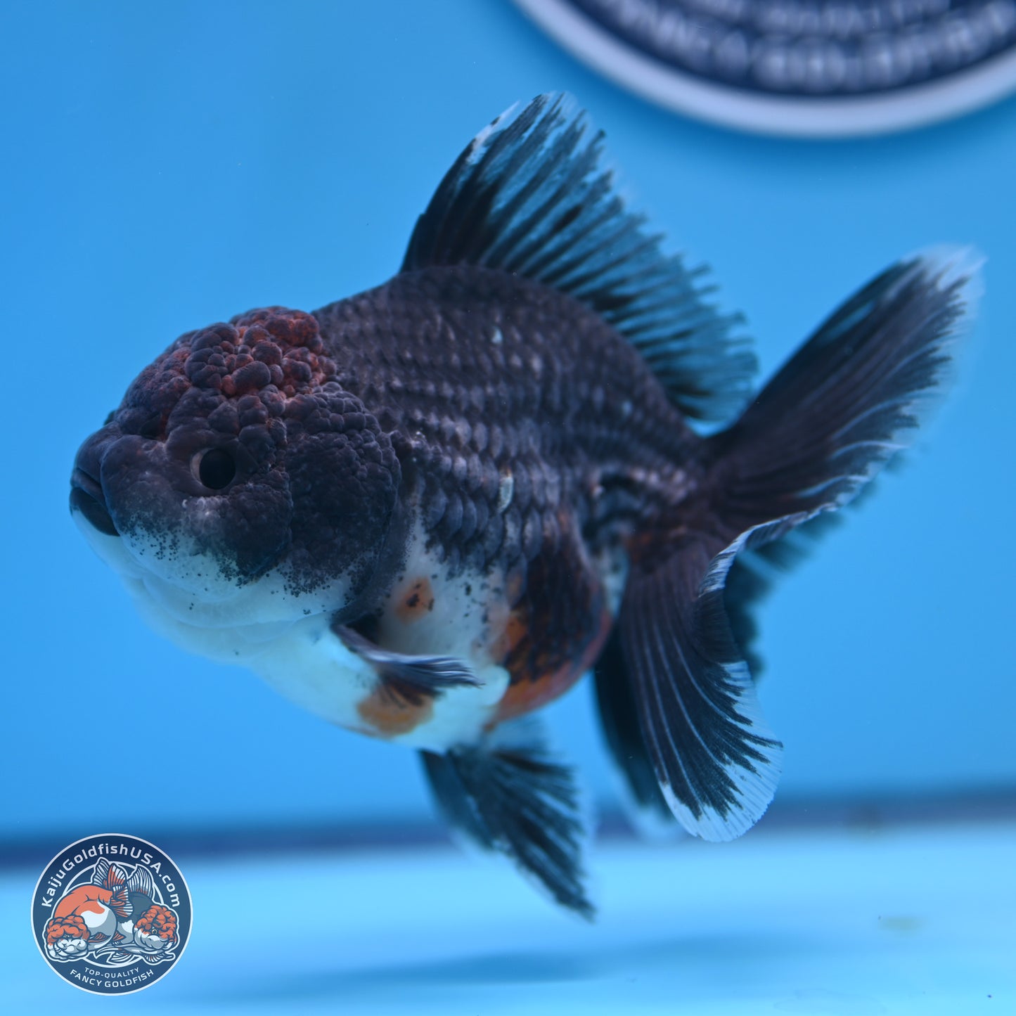 Shogun Blue Kirin Rose Tail Oranda 3.5in Body (240802_OR11) - Kaiju Goldfish USA