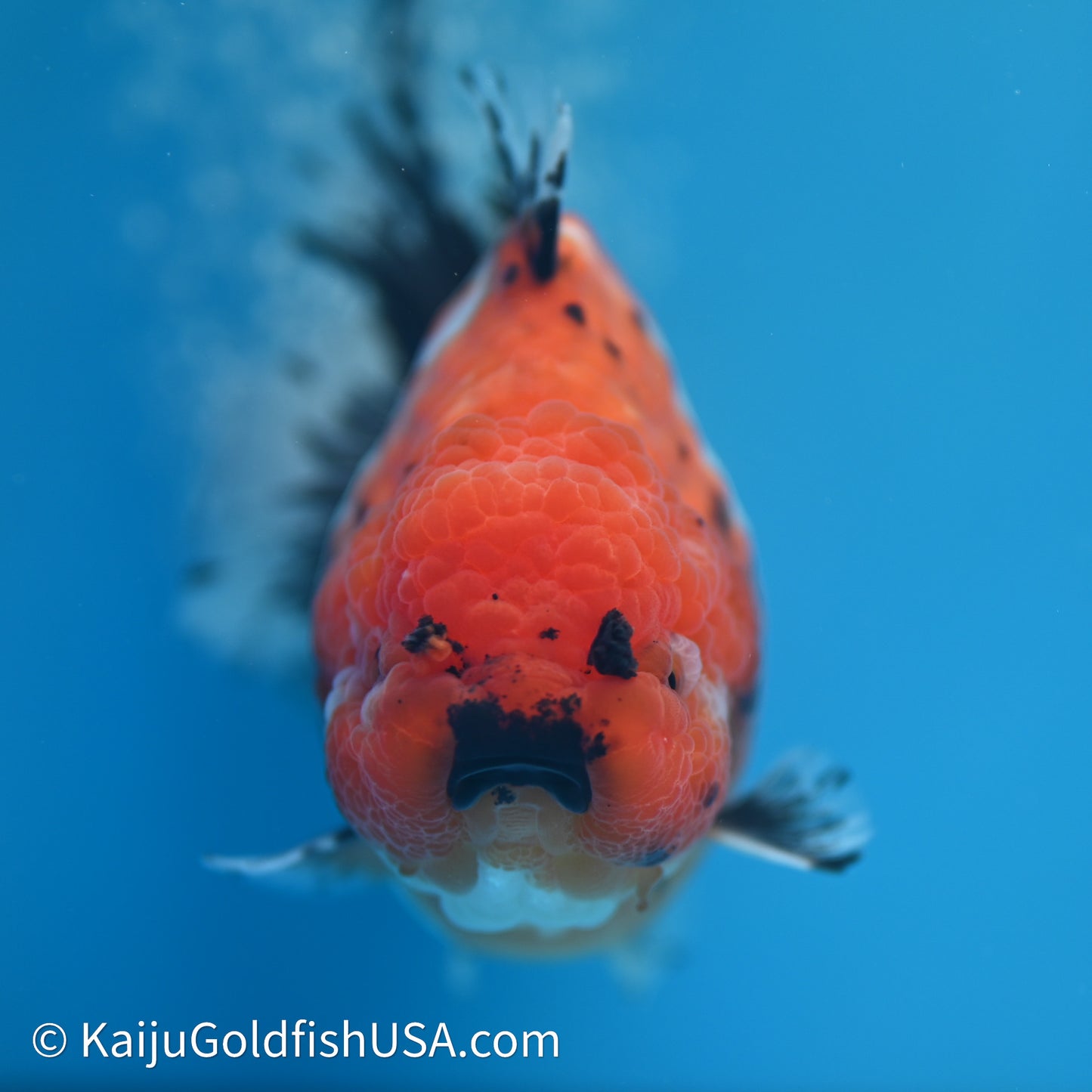 Shogun Godzilla Calico Oranda 3.5in Body (240614_OR11) - Kaiju Goldfish USA