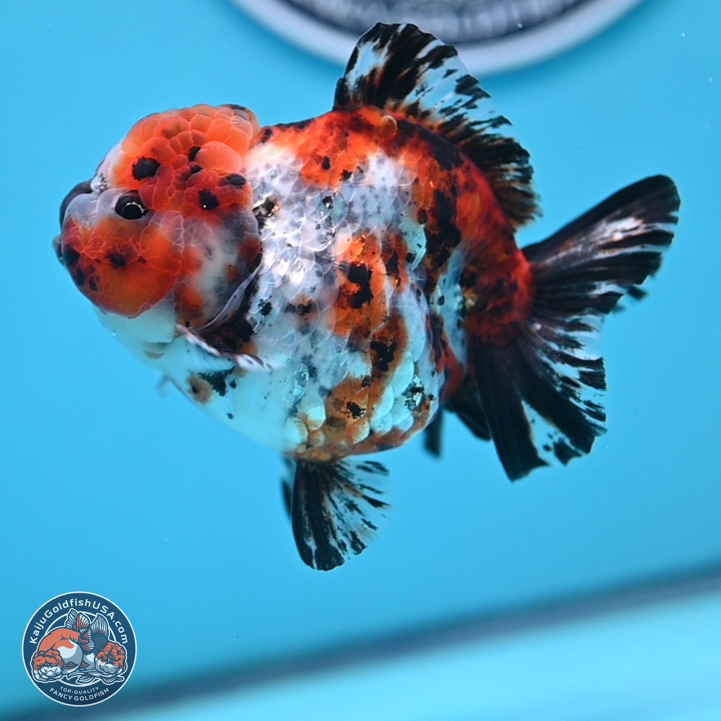 Shogun Calico Oranda 4 inches Body - Female (250207_OR11)