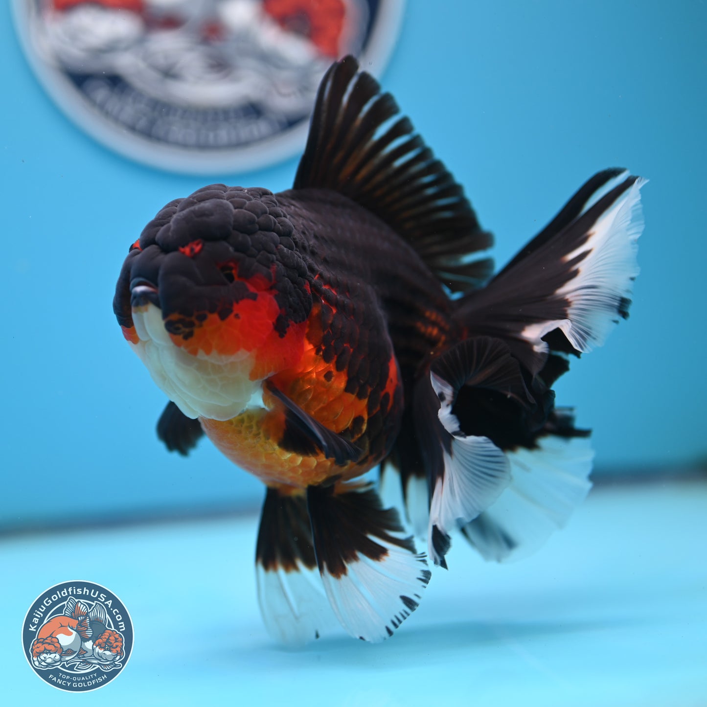 Apache Rose Tail Oranda 4.5 inches Body - Female (250214_OR11)