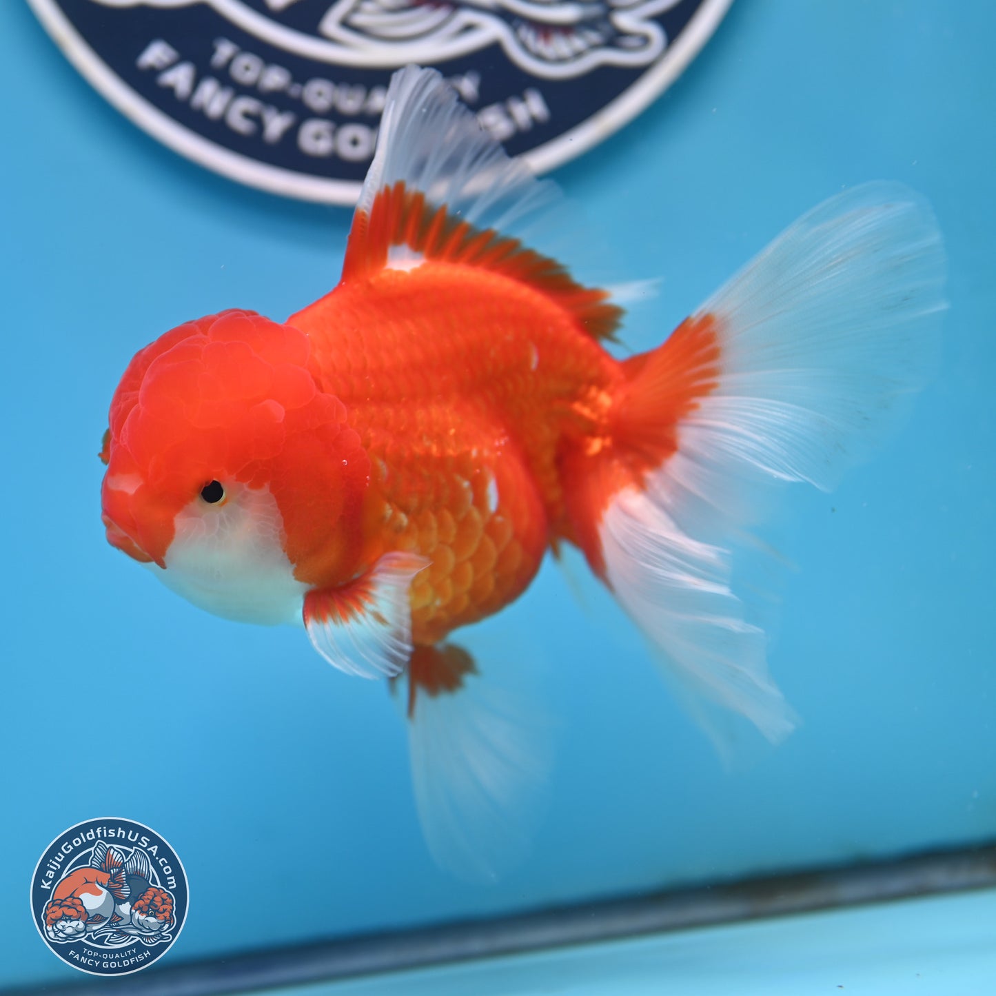 Red White Rose Tail Oranda 3.5 inches Body - Male (250404_OR11)