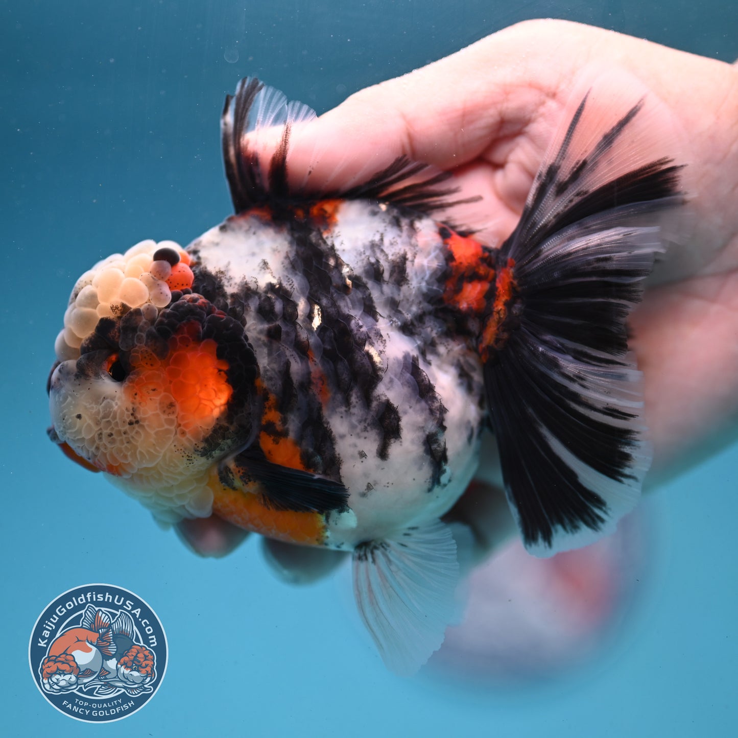 Sakura Tricolor Rosetail Tiger Oranda 4 inch Body (250919_OR11)