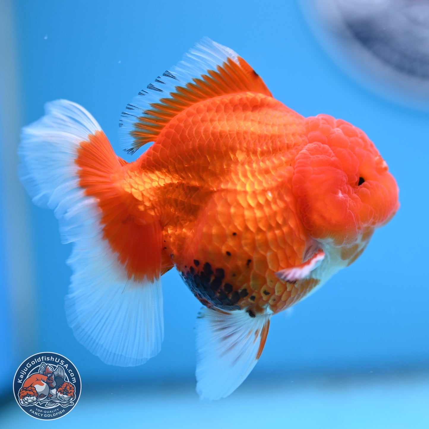 Tricolor Rose Tail Oranda 4 inches - Female (241206_OR11) - Kaiju Goldfish USA