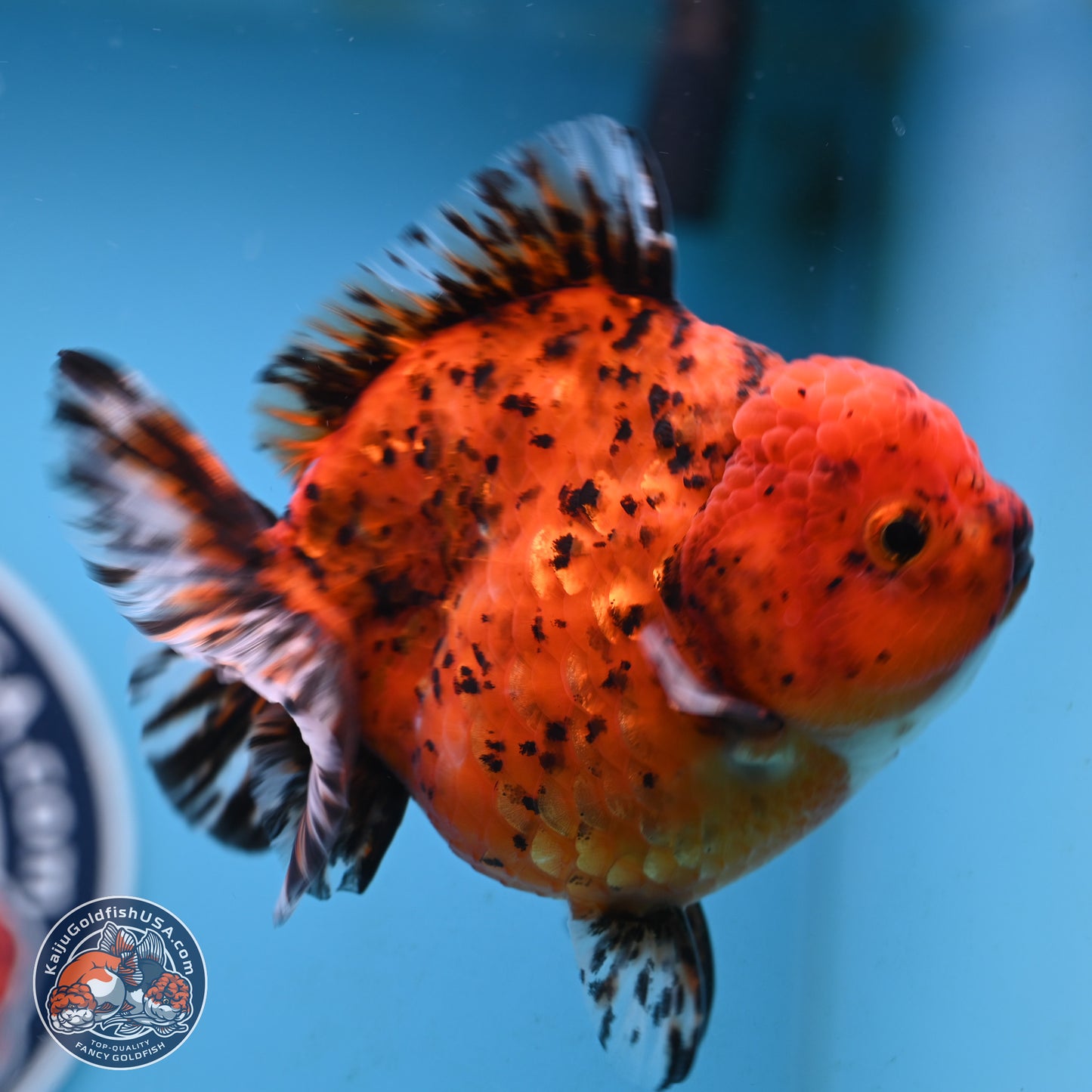 Shogun Tiger Oranda 4 inches Body - Female(250131_OR11)