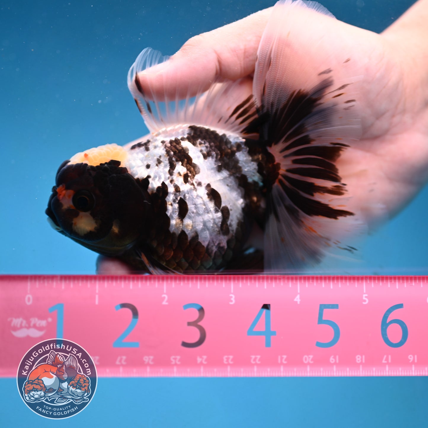 Butterfly Tail Panda Oranda 4 inch Body (250926_OR11)